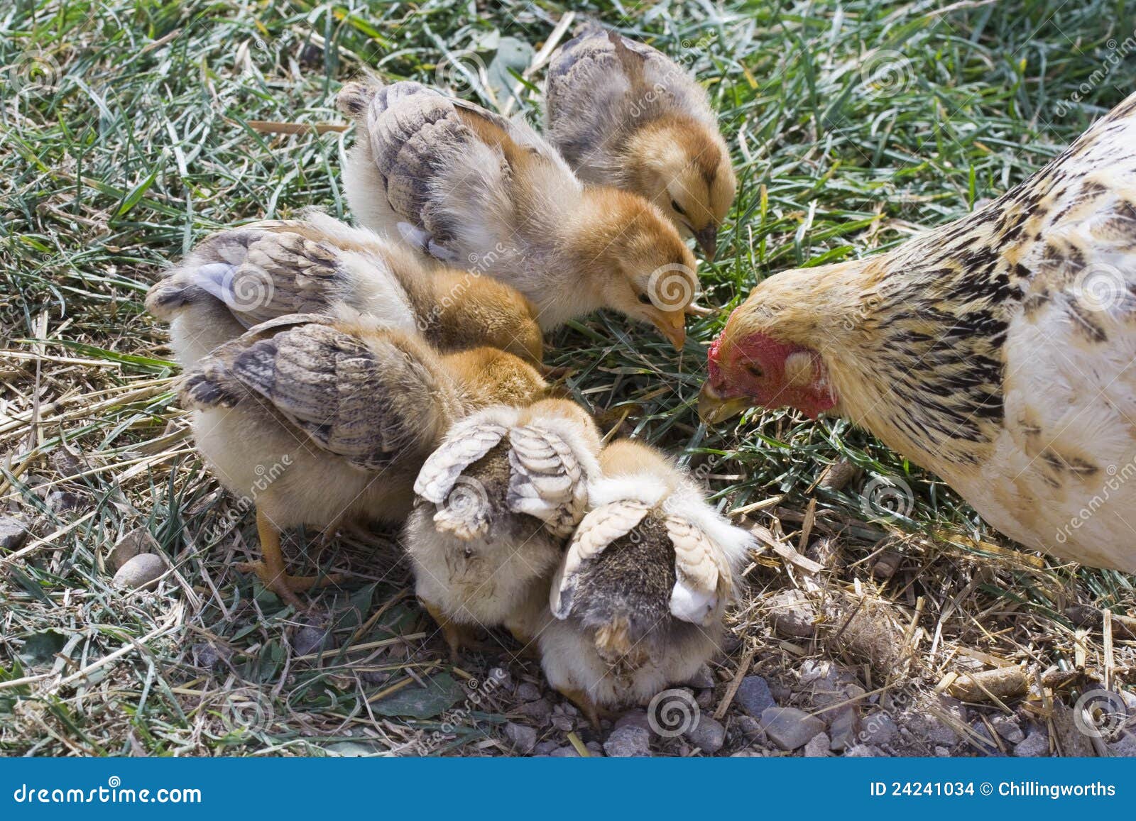 Mother Hen with Baby Chicks Stock Photo Image of farm, chickens 24241034