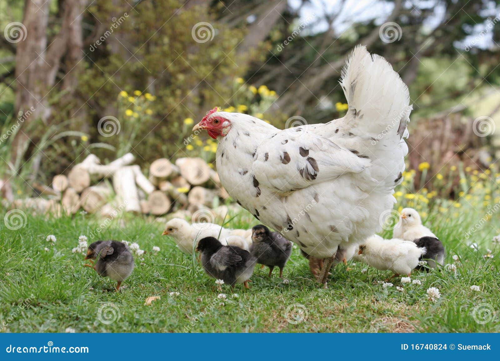 Mother Hen with Her Chickens Stock Photo Image of poultry, range