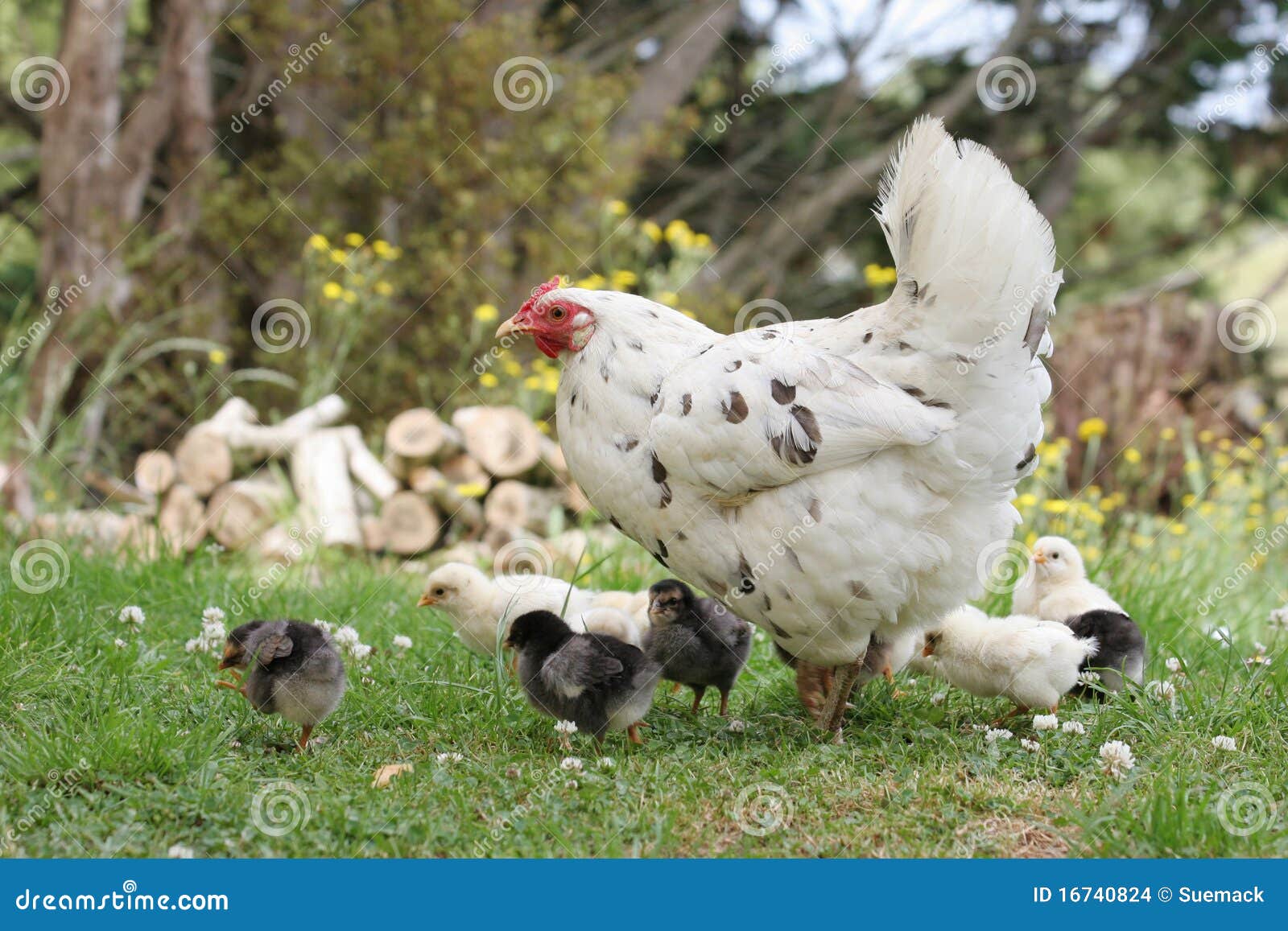 1,220 Mother Hen Baby Chicks Stock Photos - Free & Royalty-Free Stock  Photos from Dreamstime