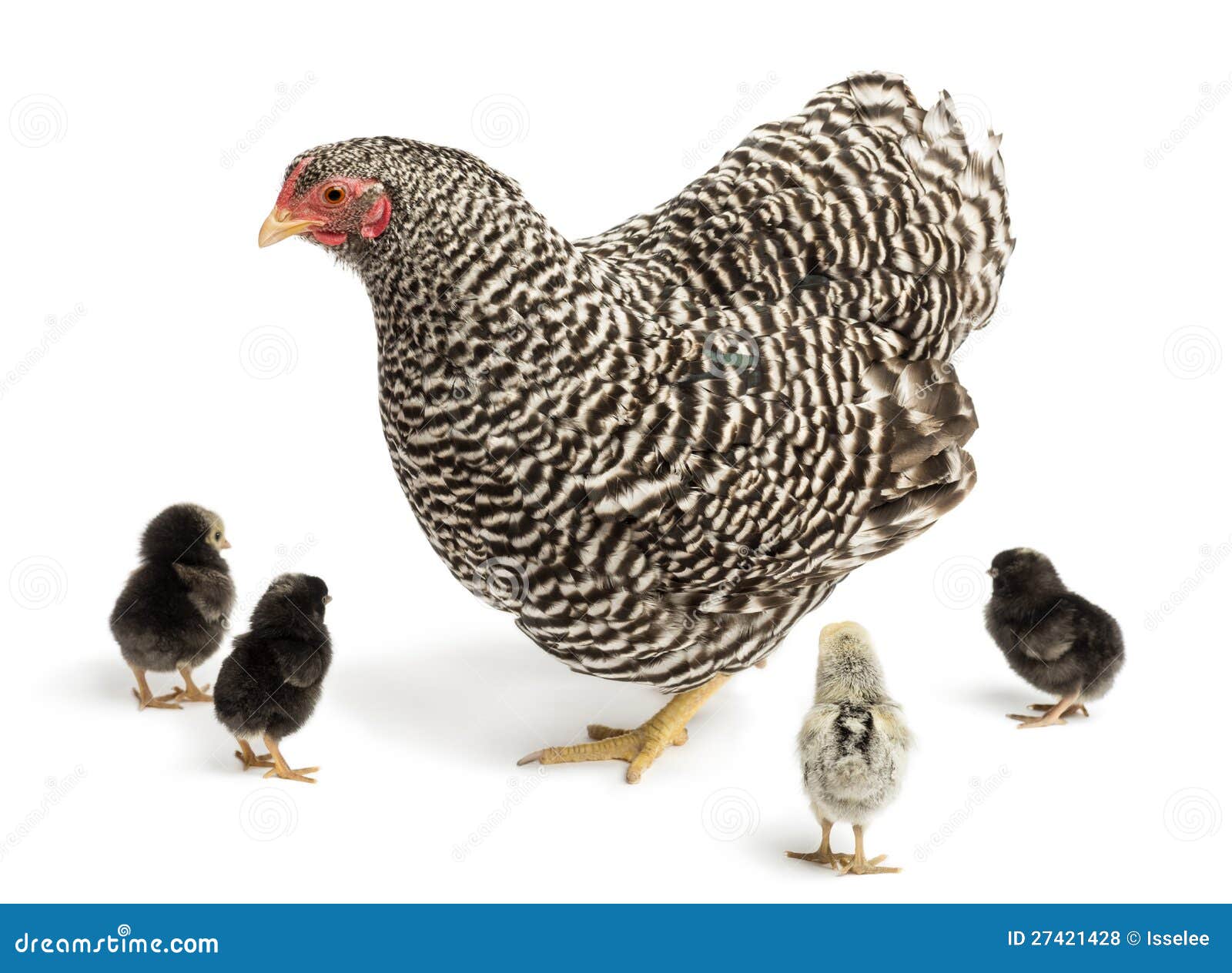 royalty free stock photos mother hen its chicks image