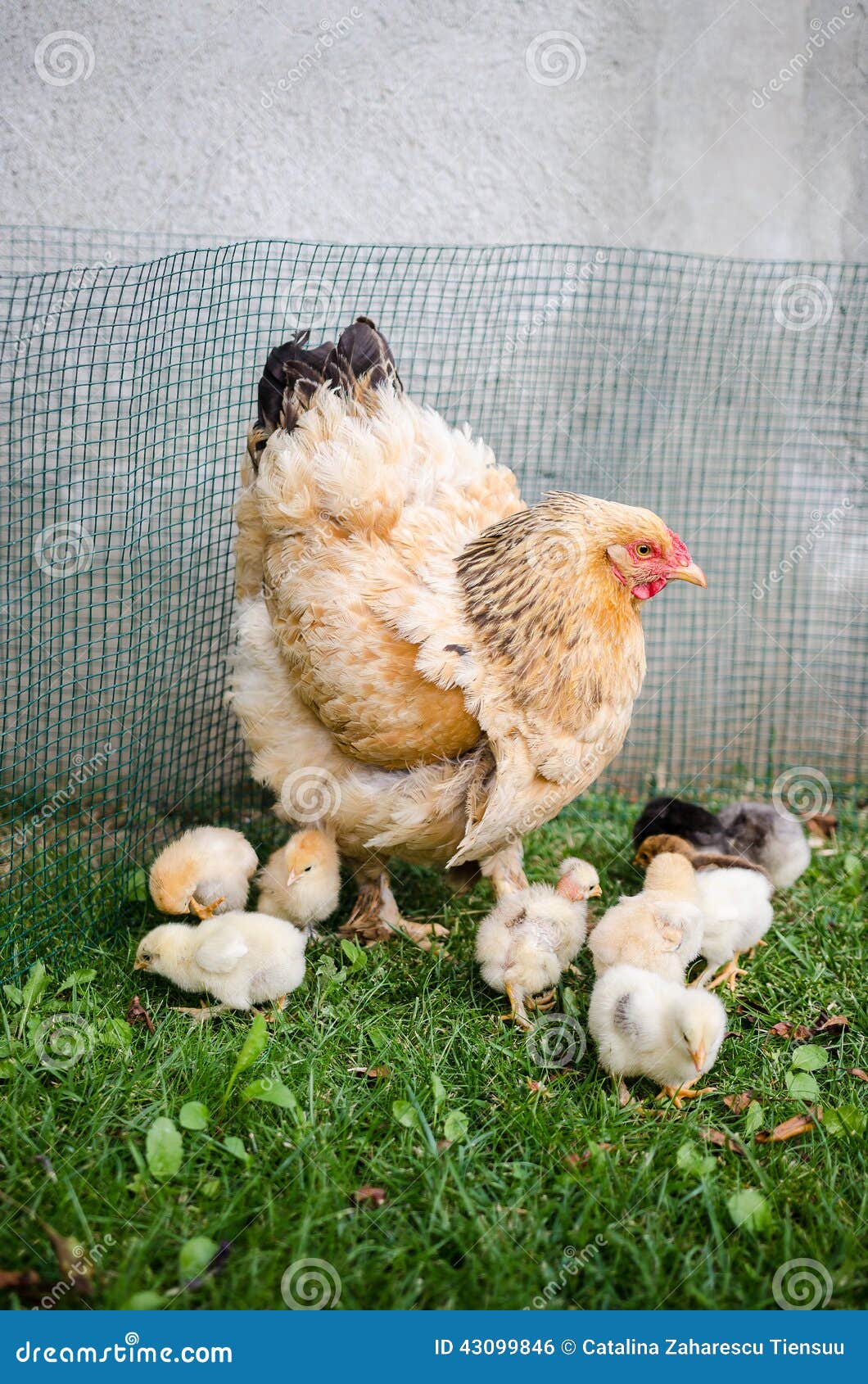 1,220 Mother Hen Baby Chicks Stock Photos - Free & Royalty-Free Stock  Photos from Dreamstime