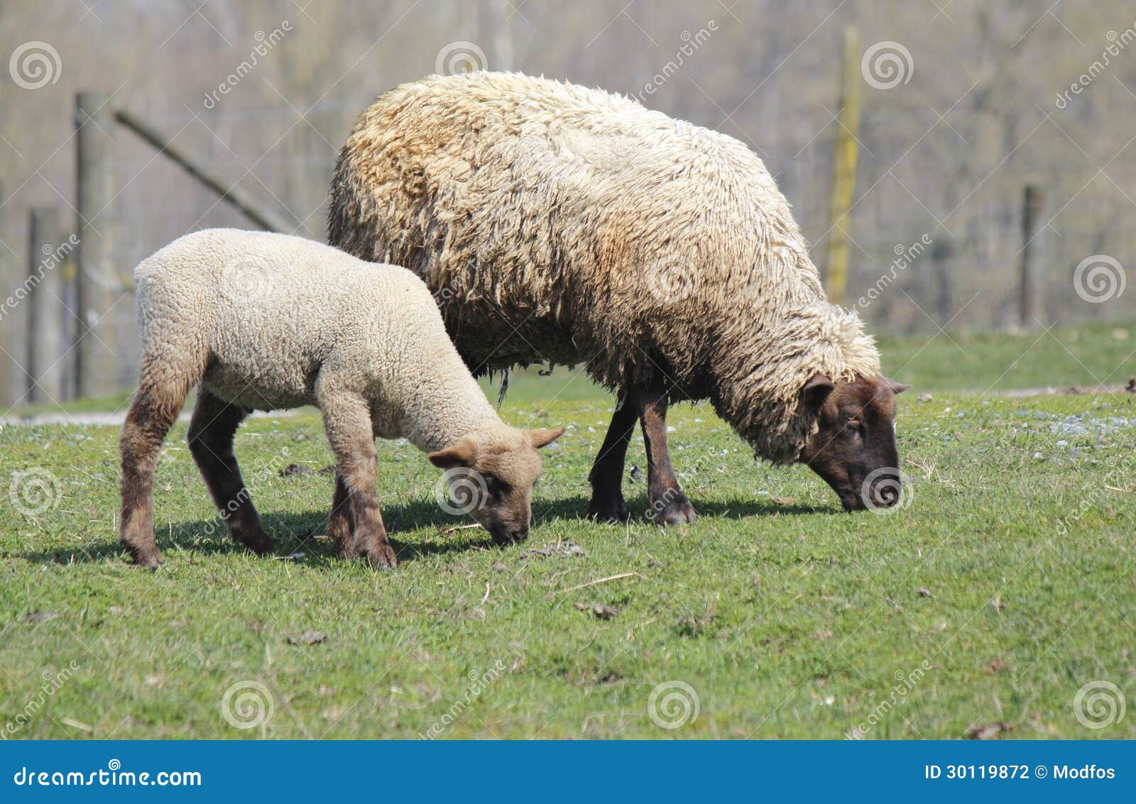 Mother and Her Lamb stock photo. Image of sheep, mother 30119872