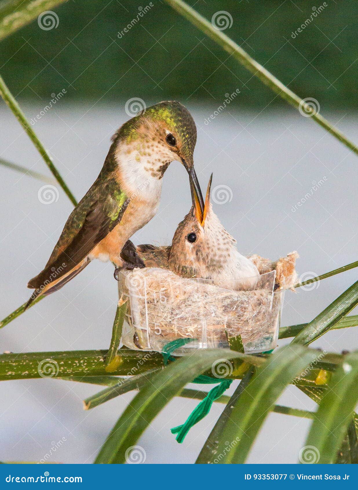 Mother Hummingbird Feeding Her Young Stock Image Image of home, love