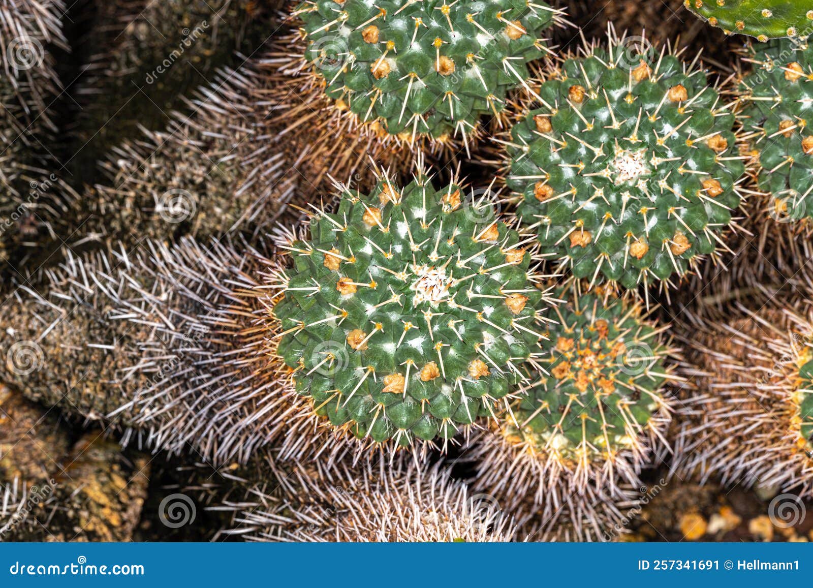 Mother of Hundreds stock image. Image of sunny, desert 257341691