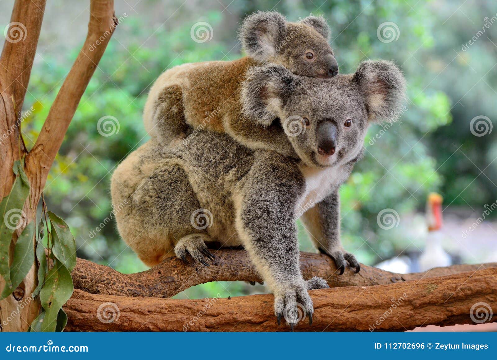 mother koala with baby on her back