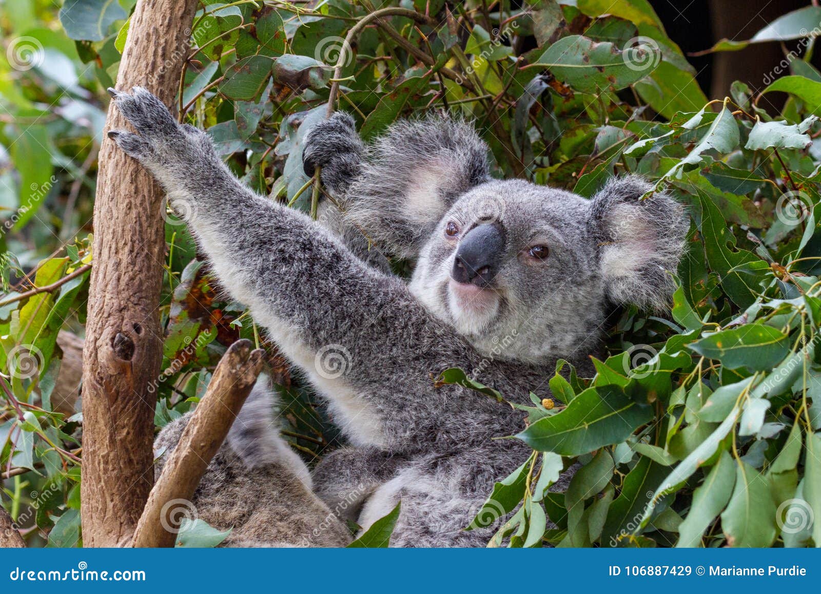 A Mother Koala With A Joey At Her Feet Stock Image - Image of crouching
