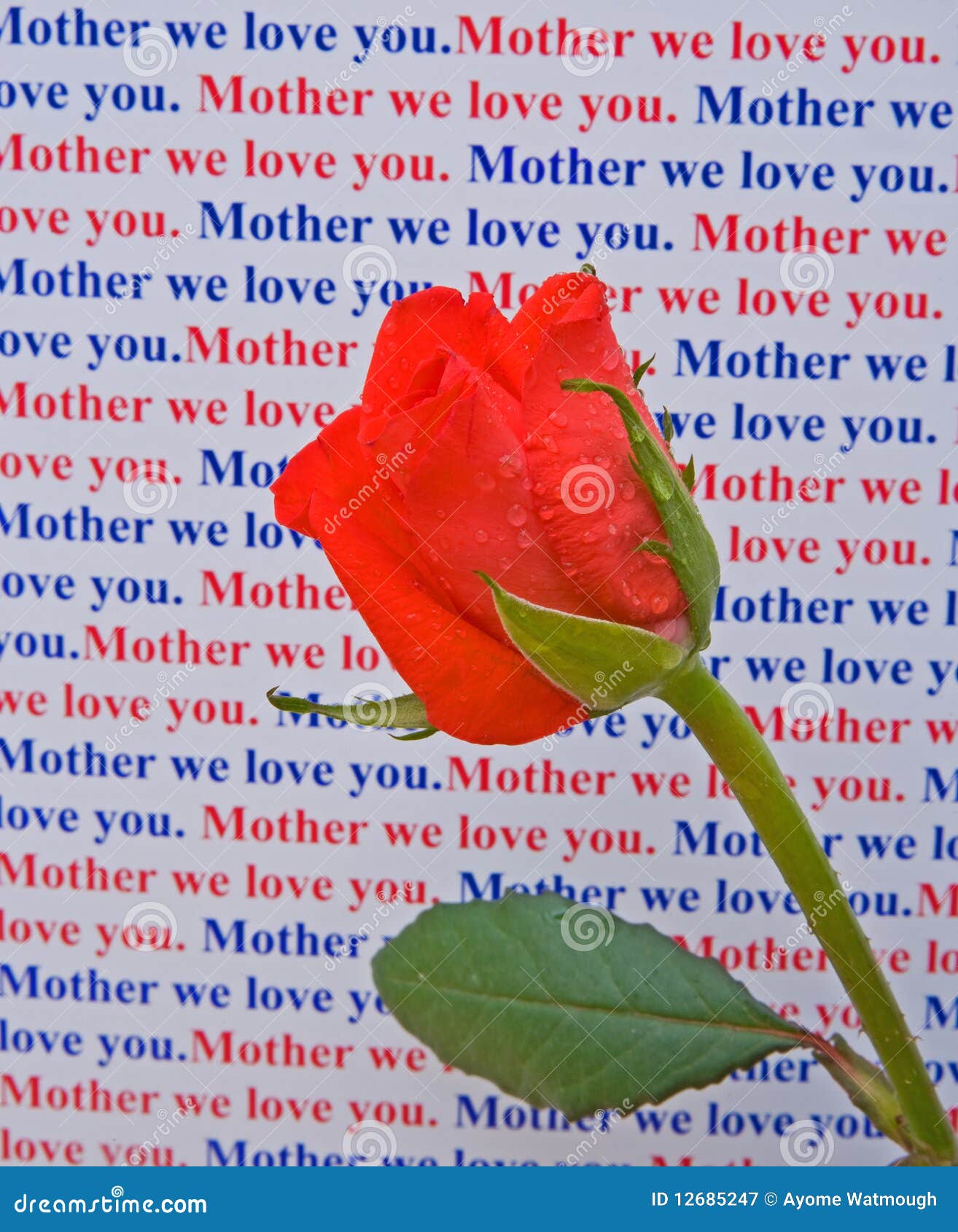 Mother we Love You Message with Rose. Stock Image Image of petals