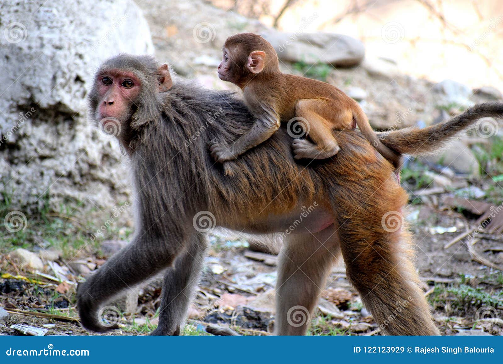 A Mother Monkey Carrying Her Baby On Back Stock Image Image Of Headlights Indian