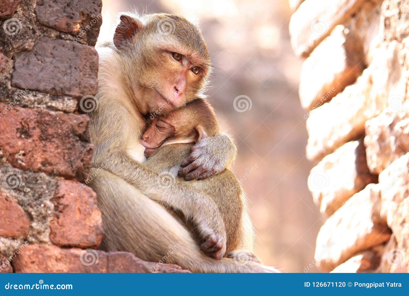 mother-monkey-hug-baby-monkey-monkey-hugs-monkey-sucking-126671120.jpg