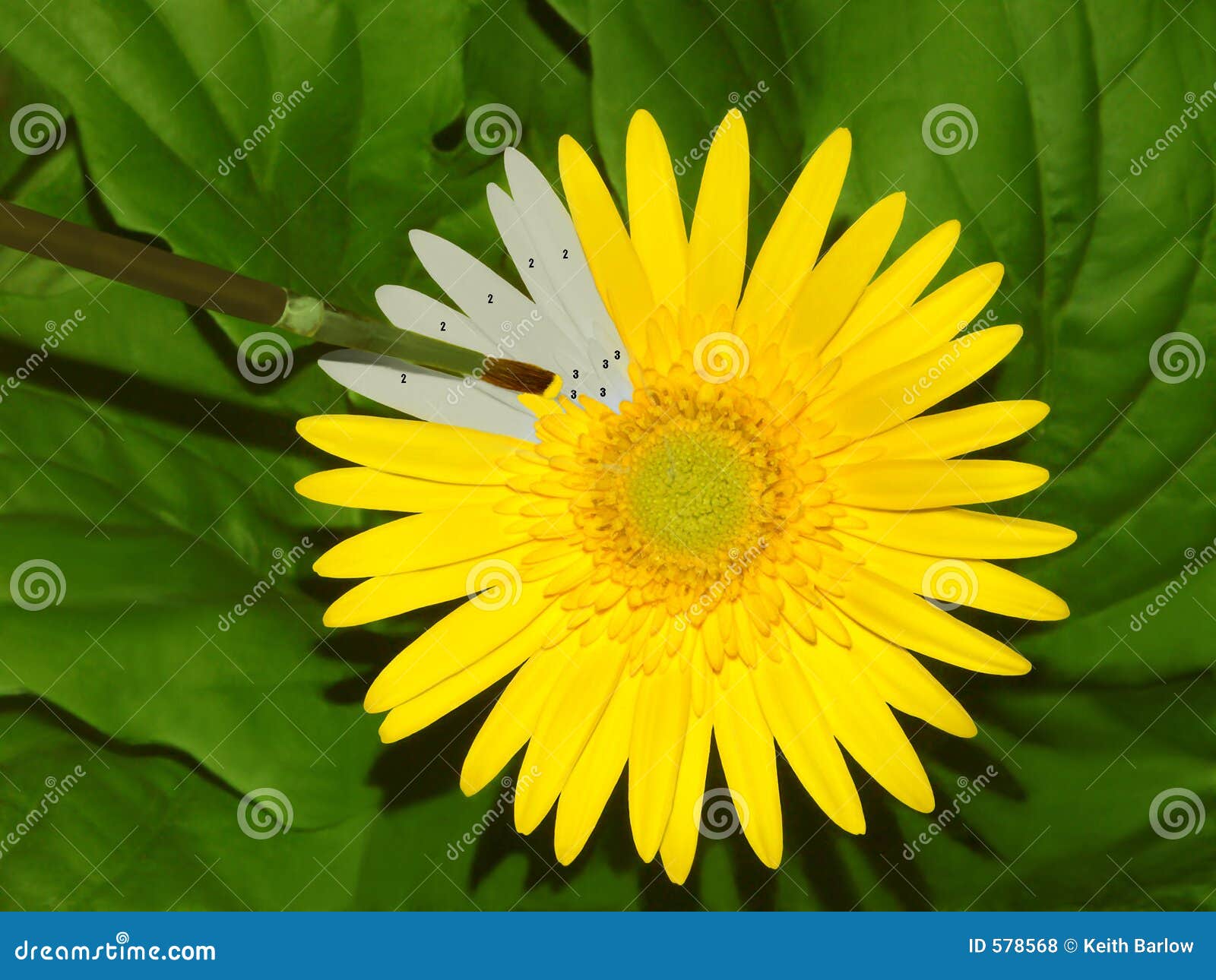 Mother Nature Paint by Numbers Stock Photo Image of improve