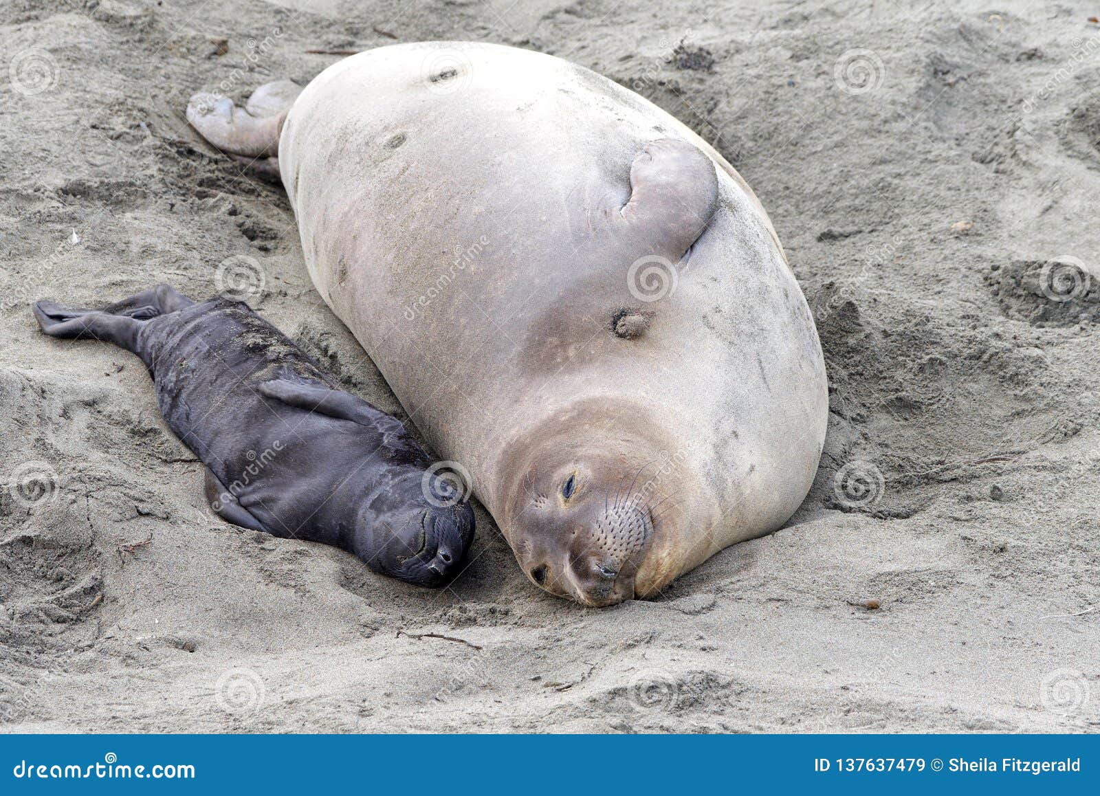 pics Newborn Elephant Seal Pup https www dreamstime com mother newborn baby elephant seals laying side mom knows her pup their scent stay together month feeding image137637479