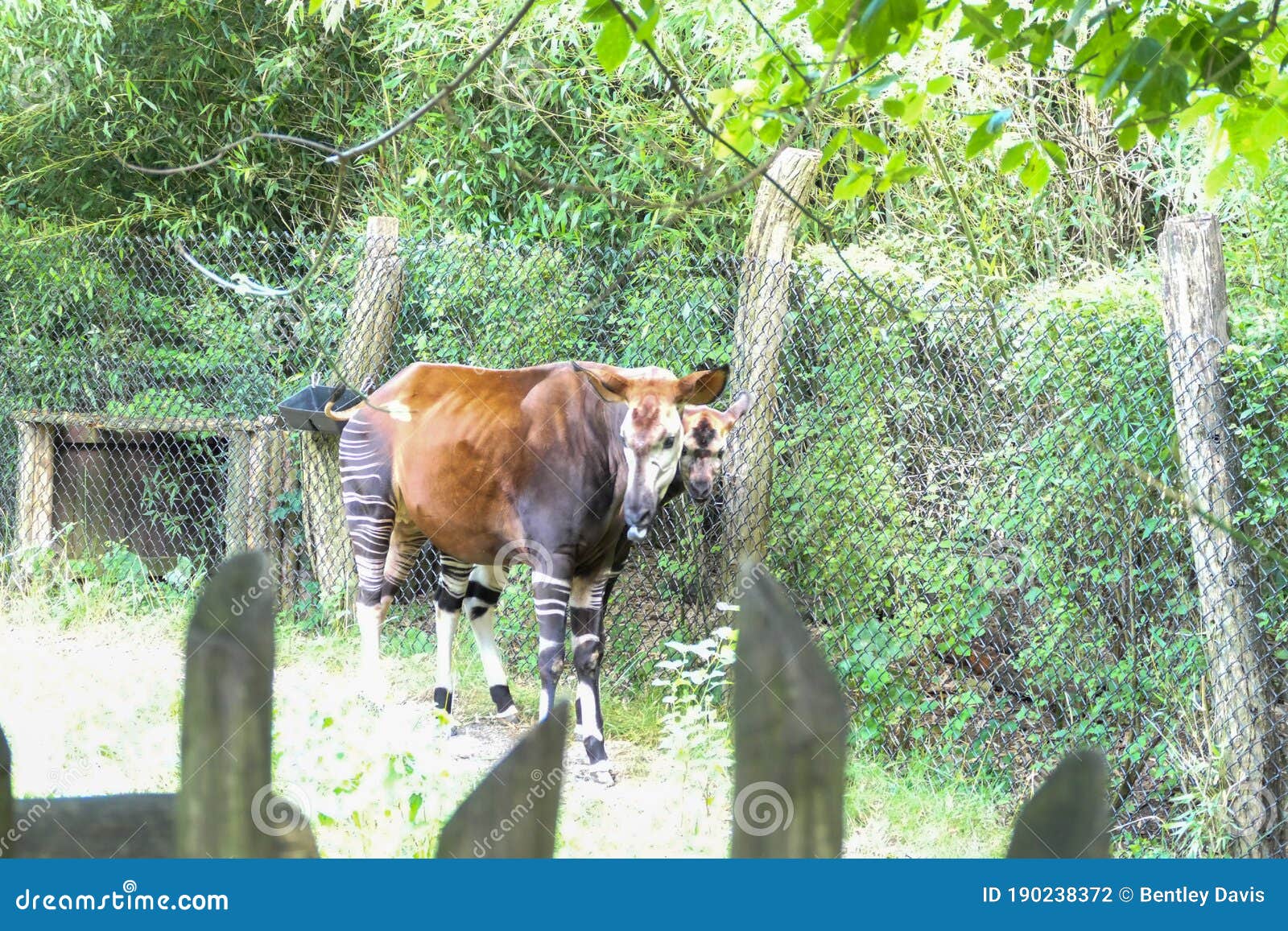 Mom and baby Okapis stock photo. Image of johnstoni - 190238372 Mom and baby Okapis stock photo. Image of johnstoni - 190238372