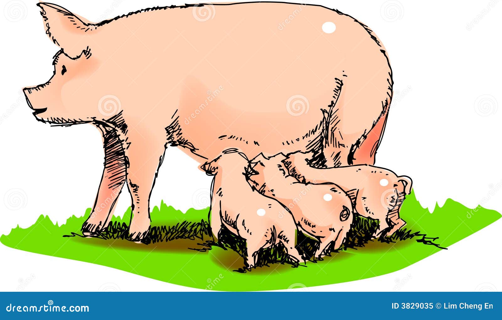 mother pig clipart - photo #8