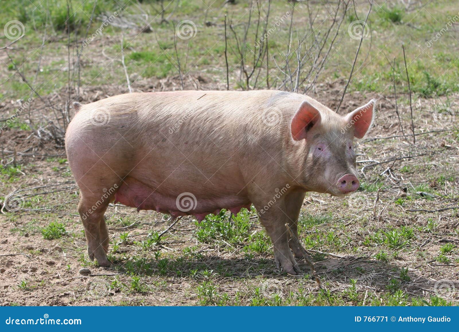 mother pig clipart - photo #35