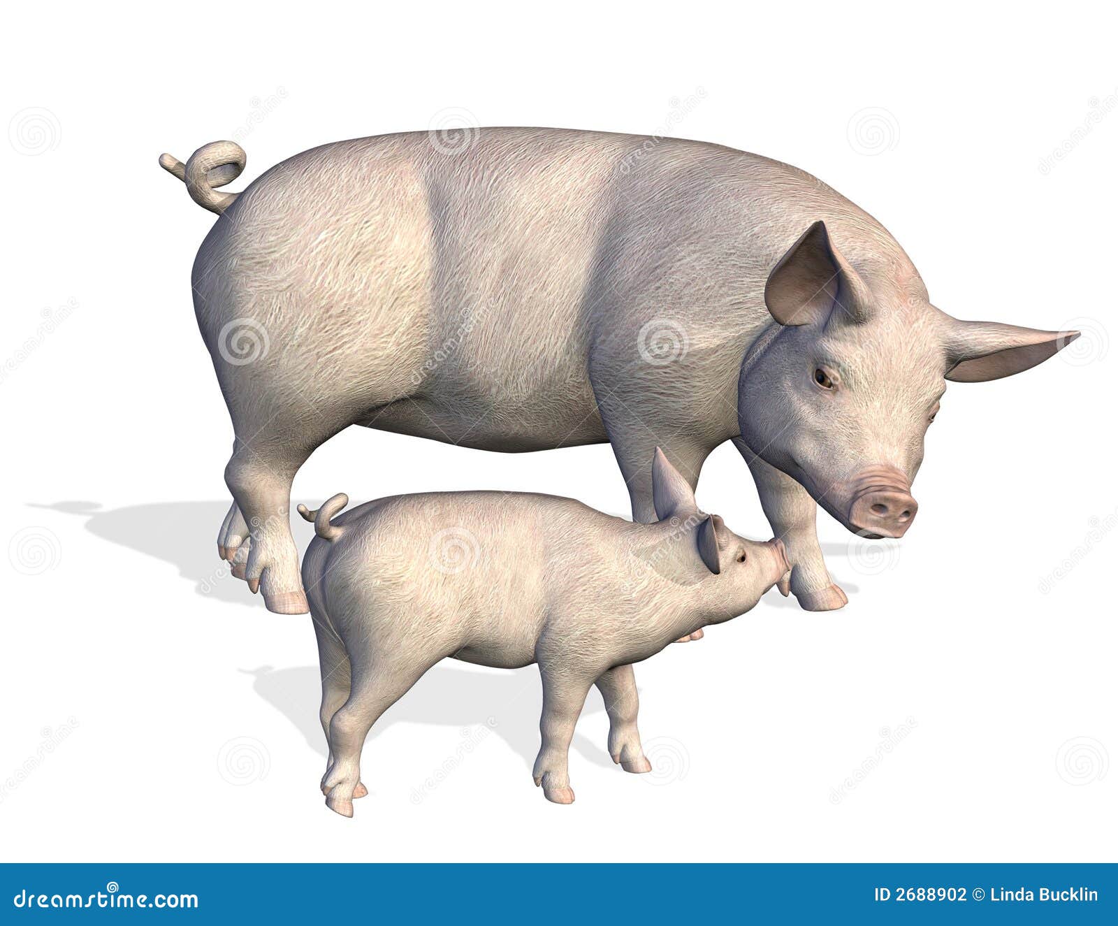 mother pig clipart - photo #48