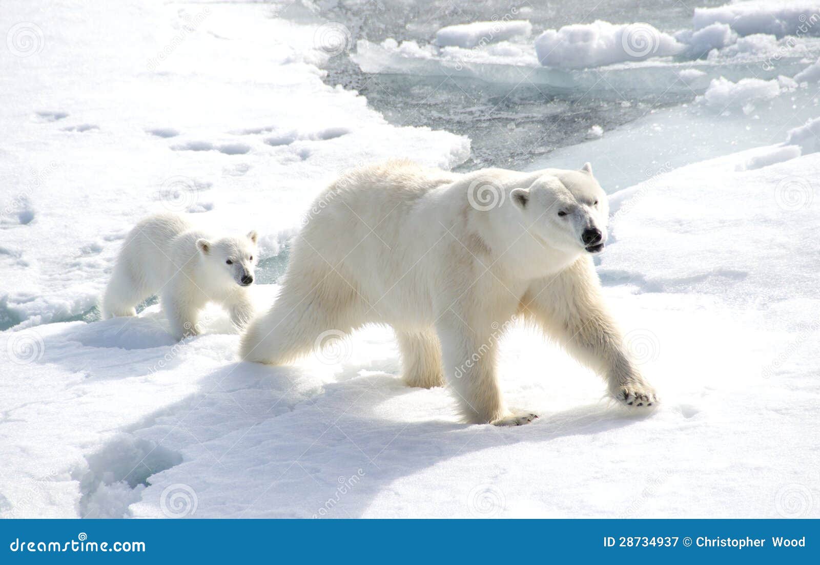 mother polar bear and cub