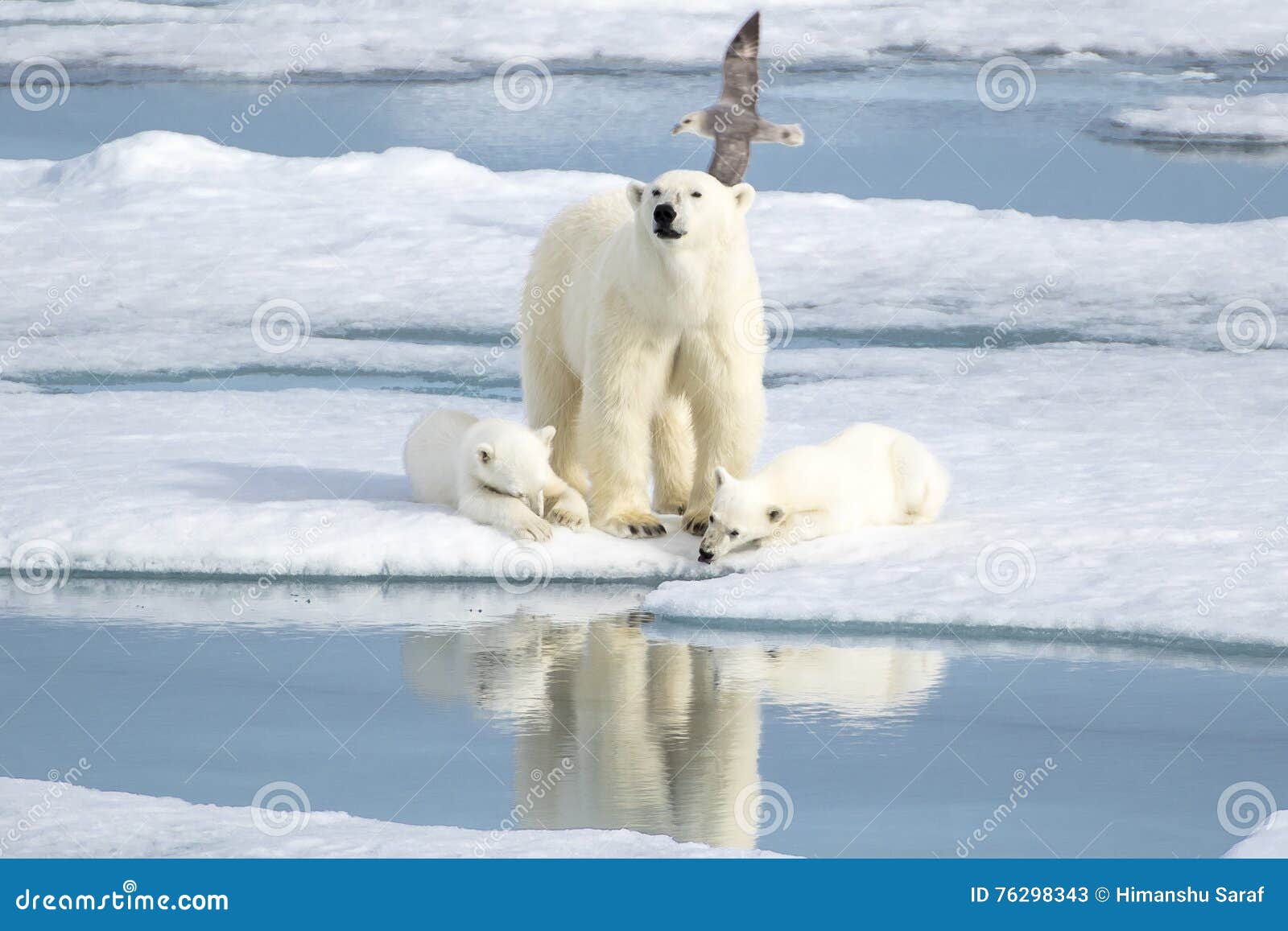 mother polar bear and two cubs on sea ice
