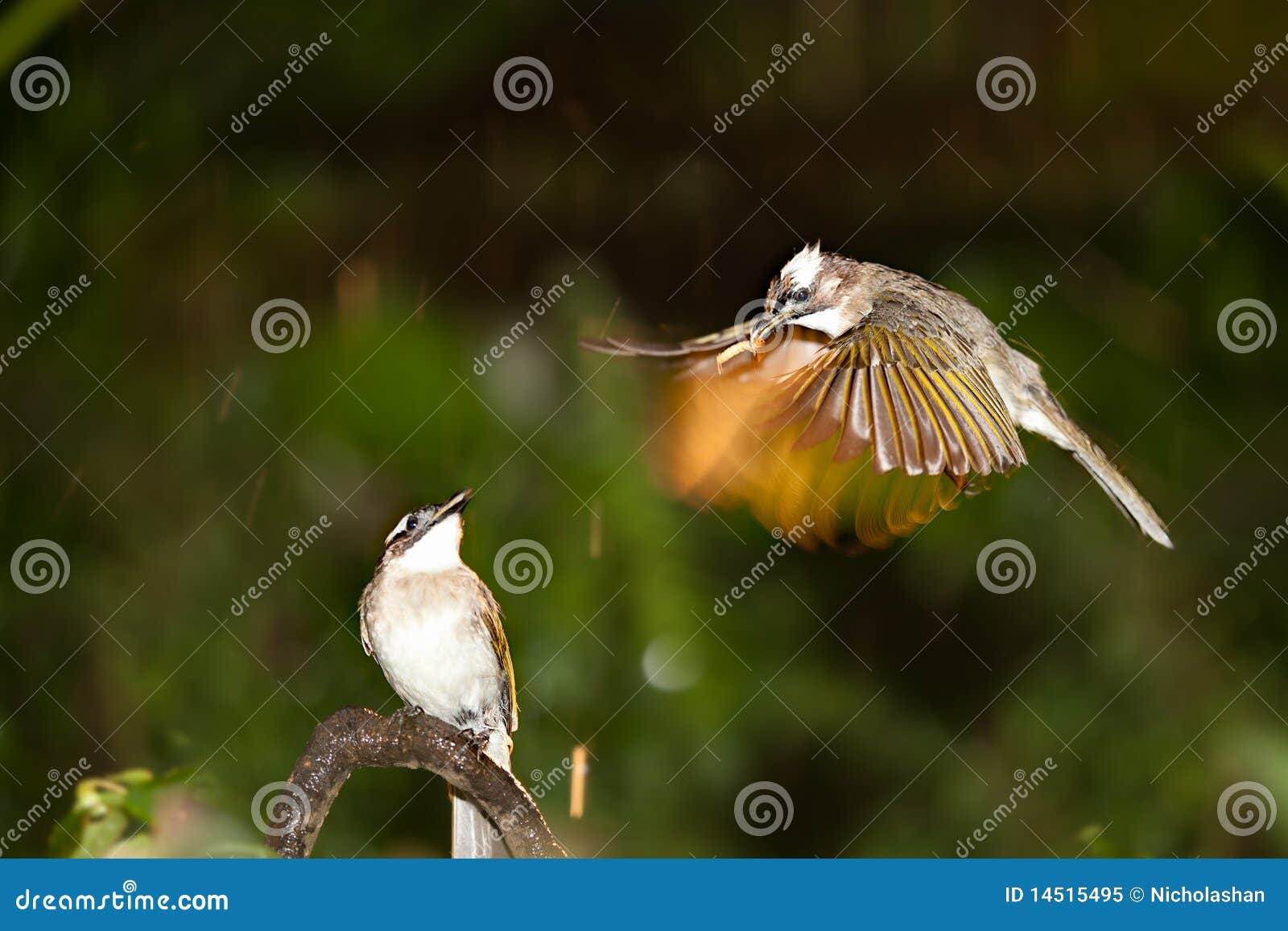 Mother Pomatorhinus Ruficollis Feeding Her Babies Stock Image Image
