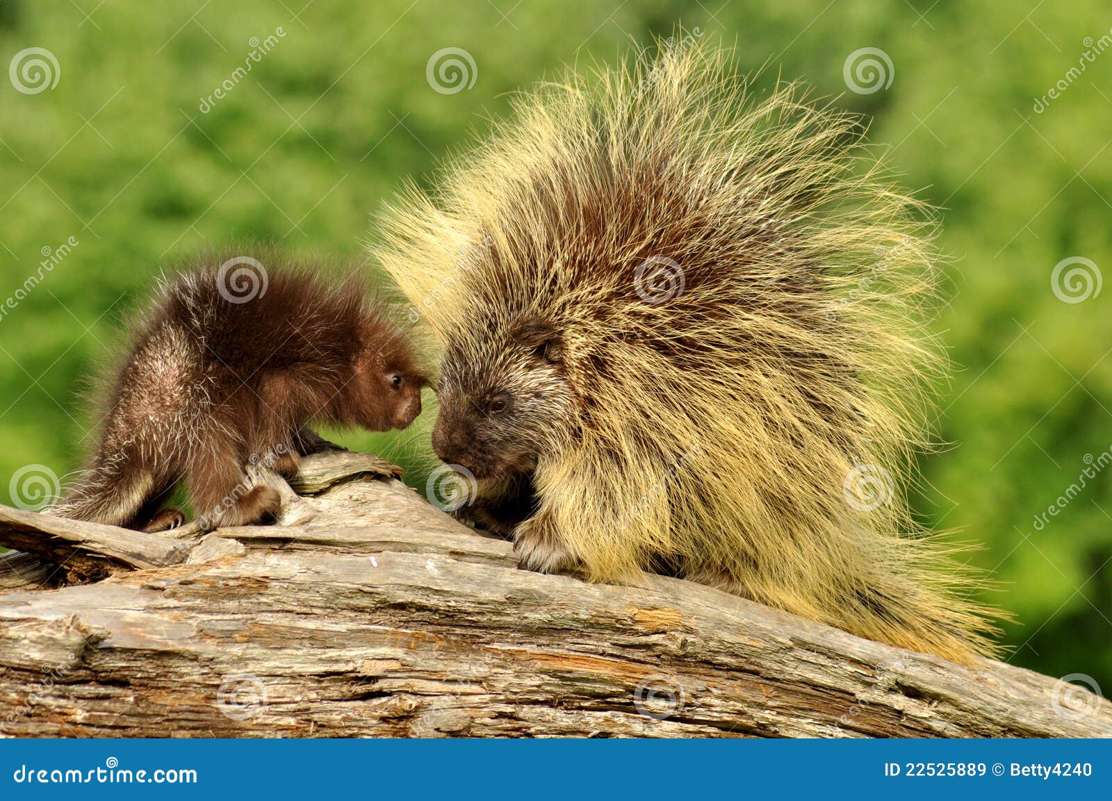 mother porcupine and her baby