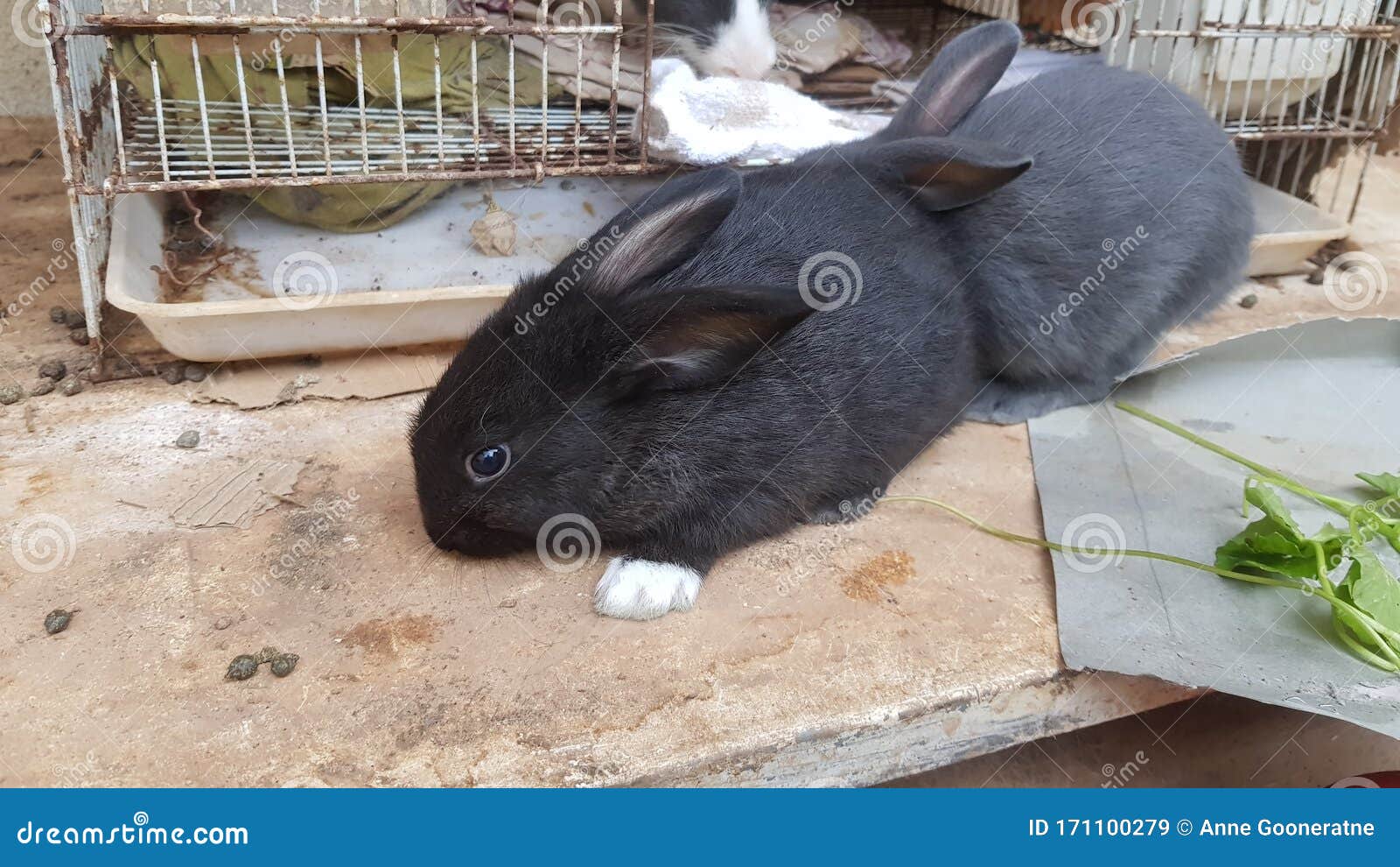 mother rabbit with babies