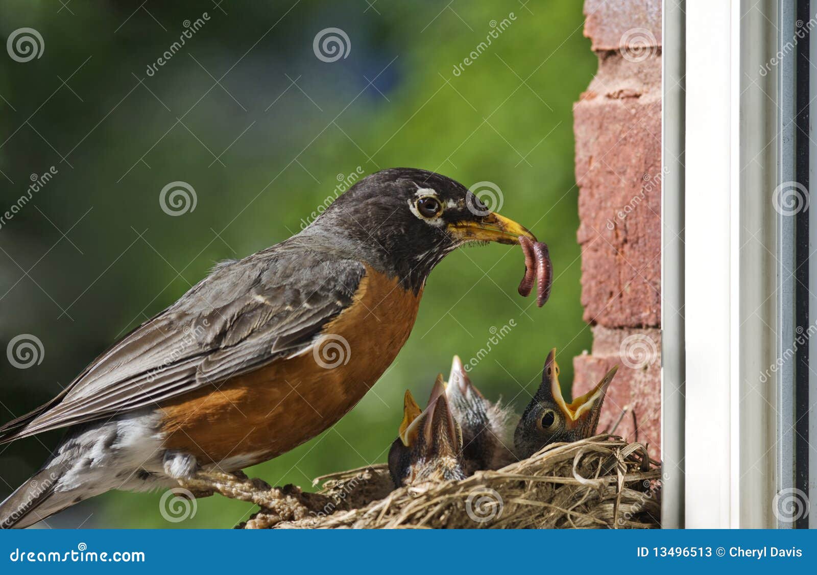 mother robin feeding babies