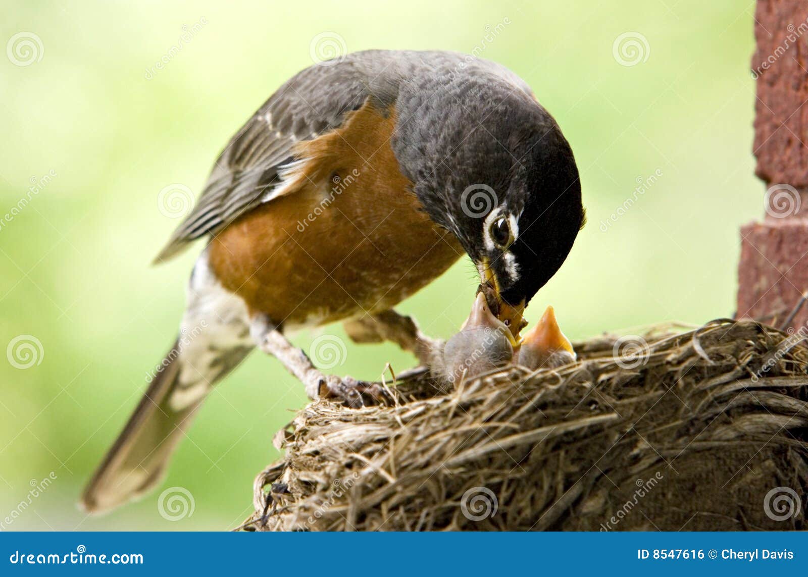 how to care for baby robins