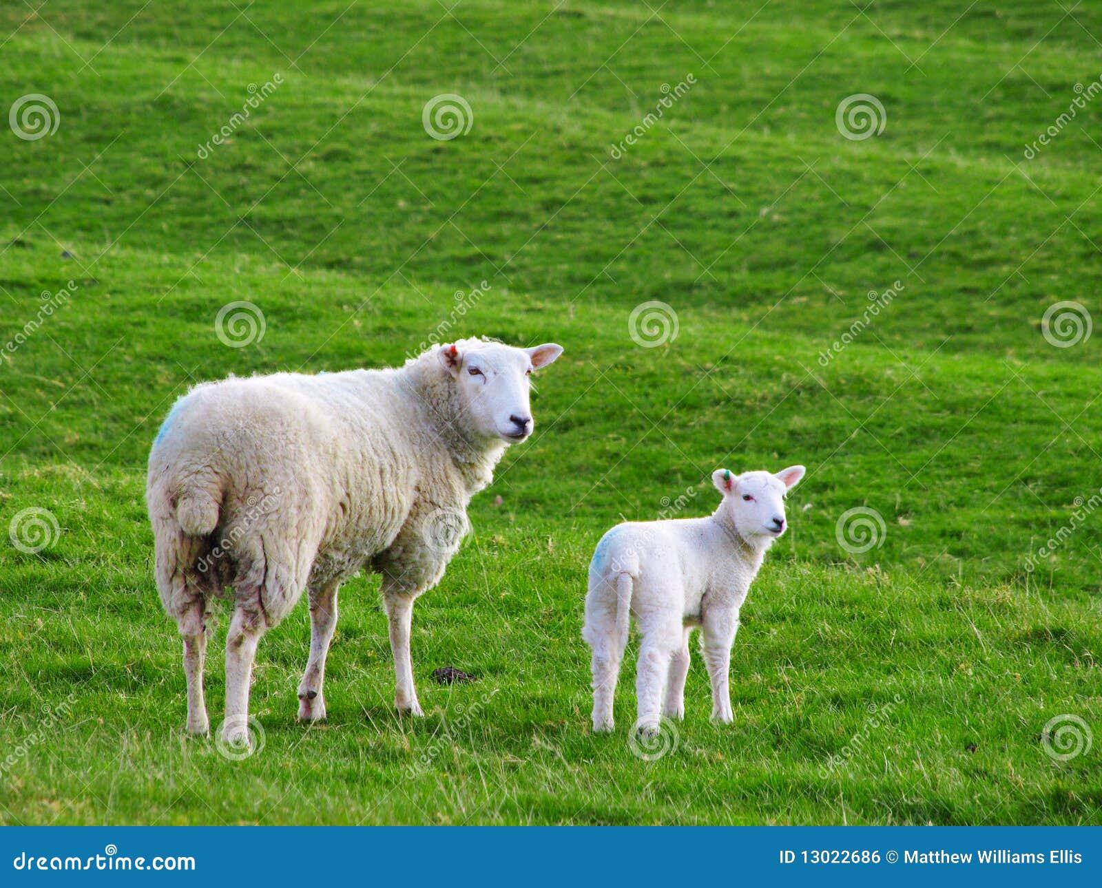 mother sheep and baby lamb