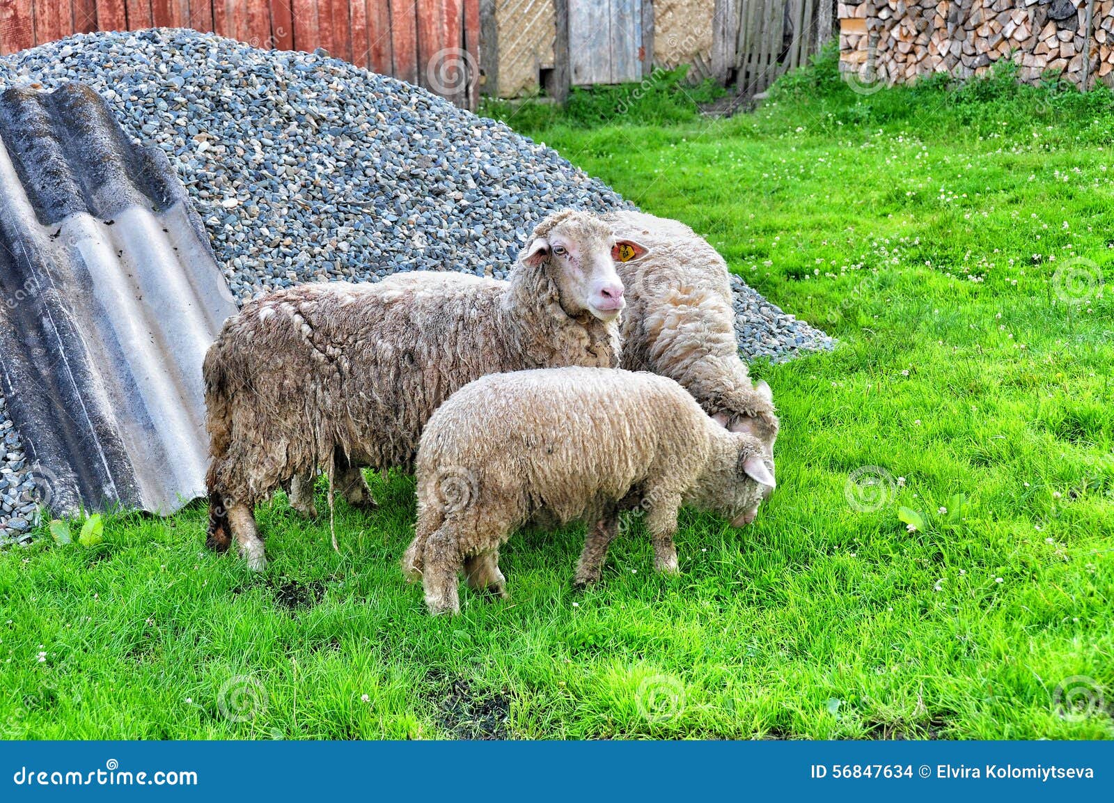 Mother Sheep and Baby Lamb stock photo. Image of baby 56847634