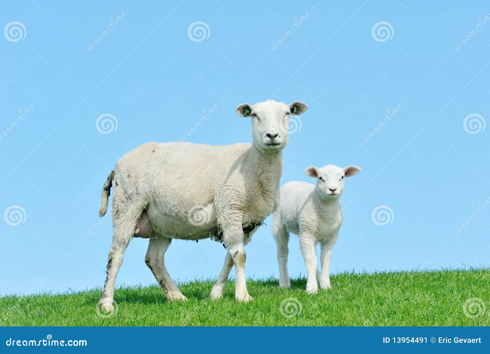 Mother Sheep Breastfeeding Her Lamb Stock Photo