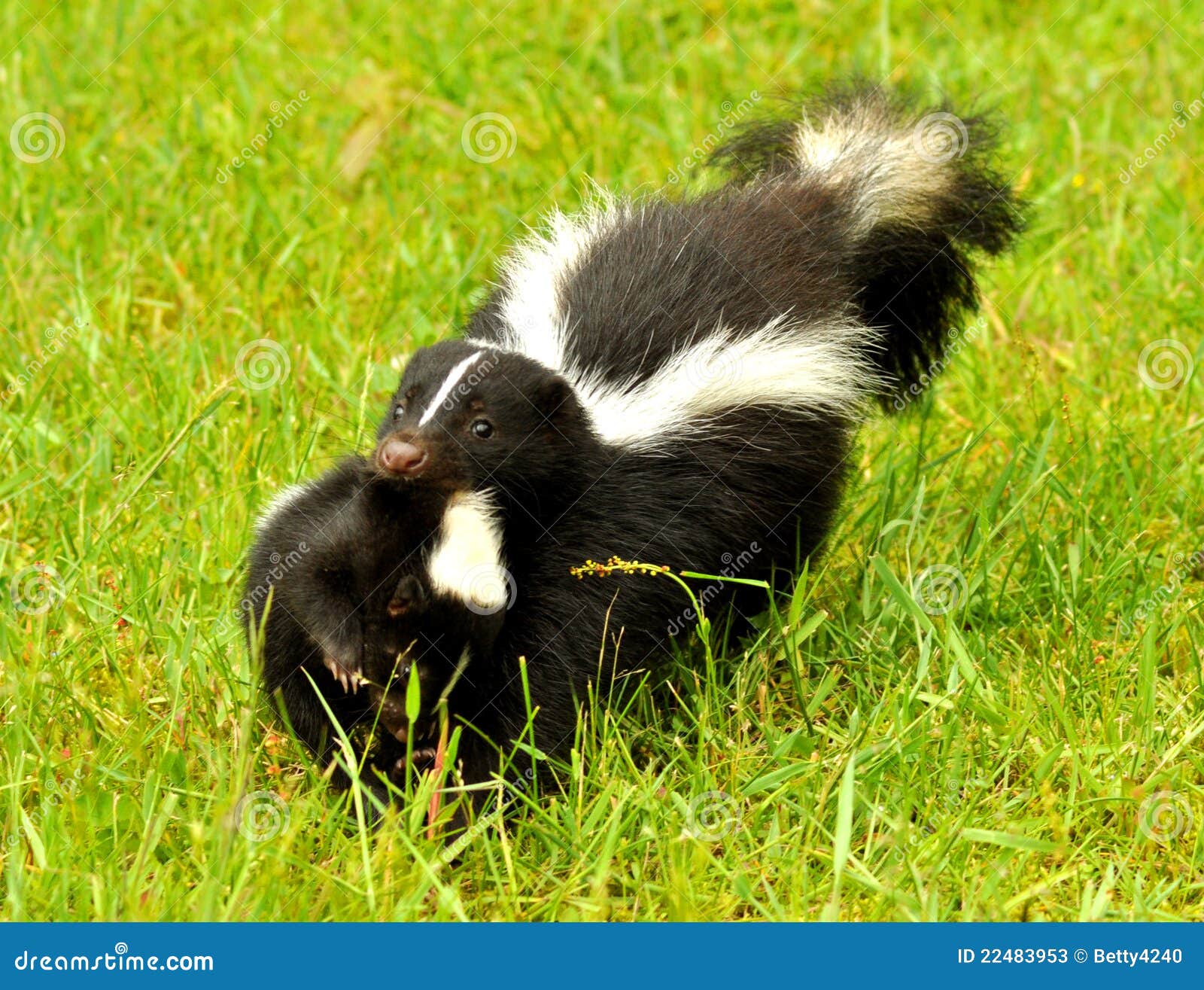 Top 94+ Images why did the mother skunk take her baby Sharp