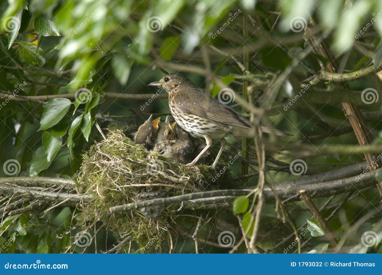 Mother Song Thrush stock photo. Image of family, perch - 1793032