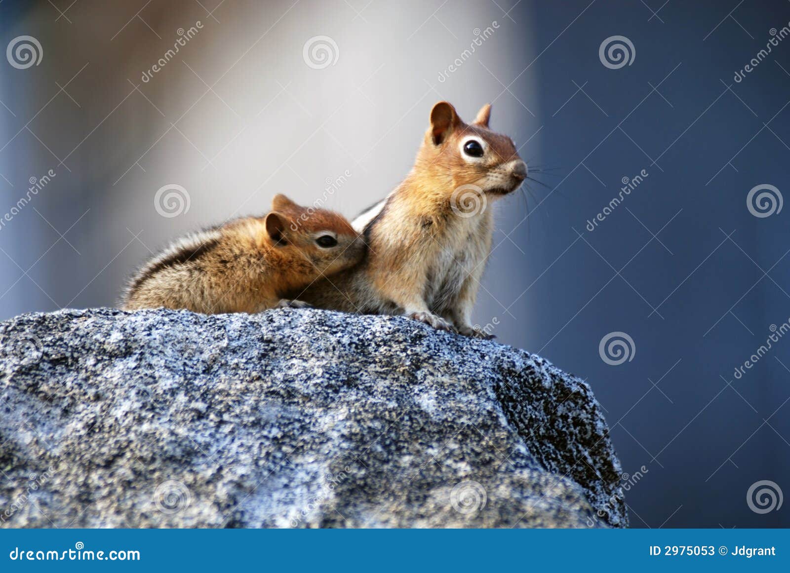 mother squirrel and baby