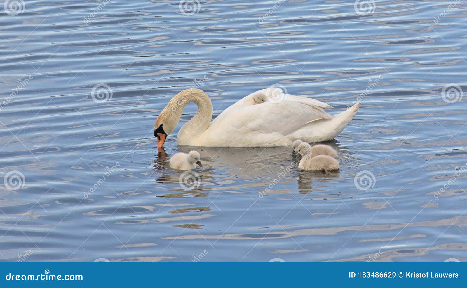 Swan in malay
