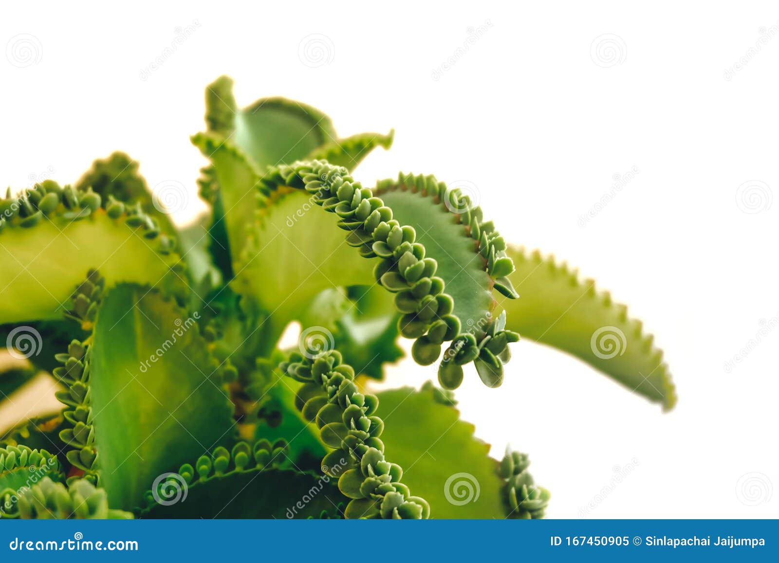 mother of thousands, mexican hat plant kalanchoe pinnata with sprout.  on white background