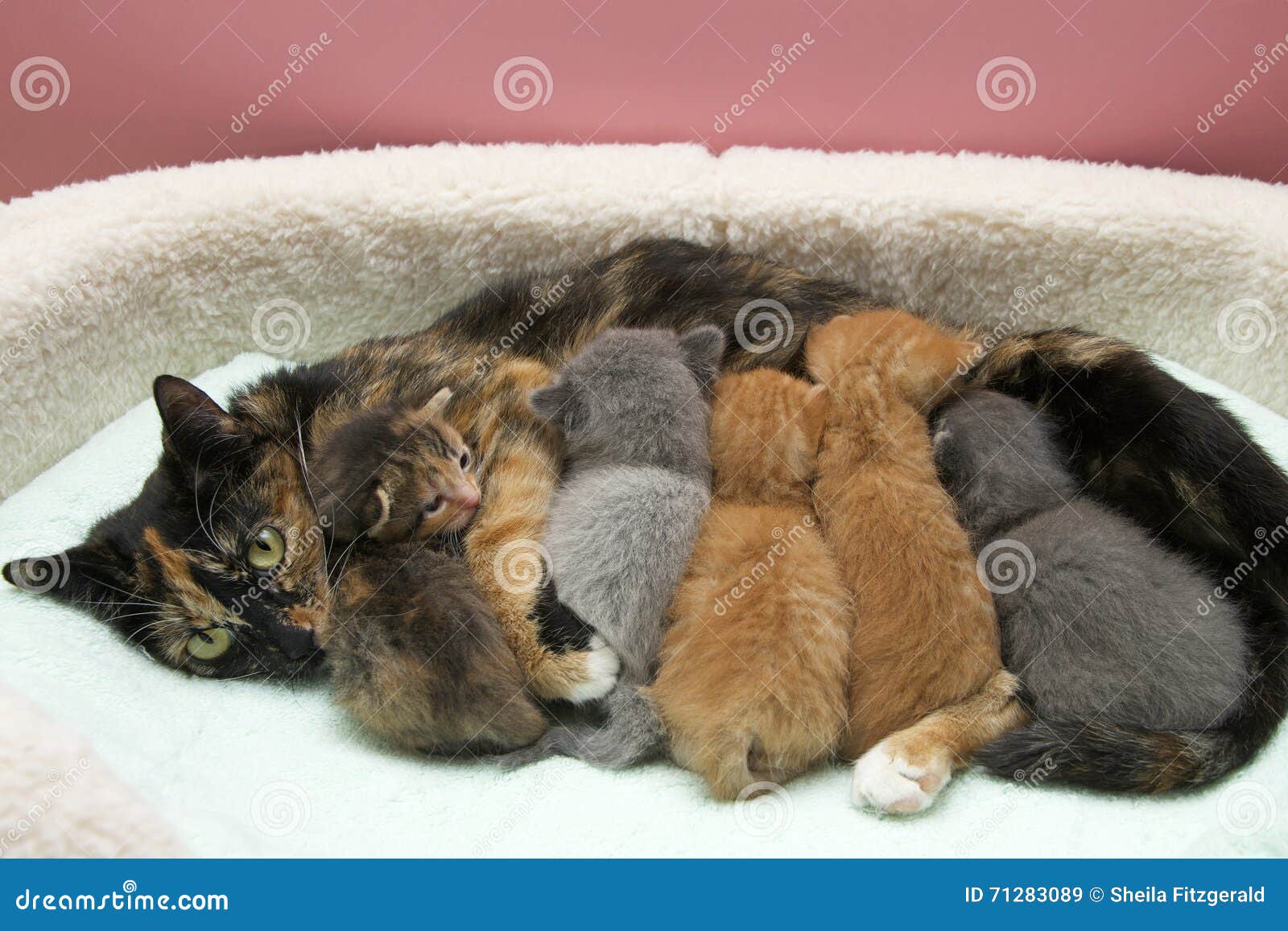 Mother Tortie Tabby  Cat  Nursing Five Babies Stock Image 