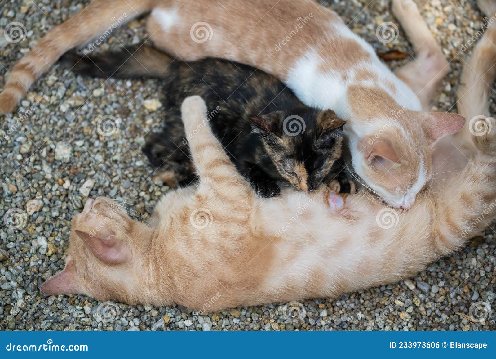 Baby Kitten Eat Breast Milk from Mom Cat Stock Photo - Image of ...