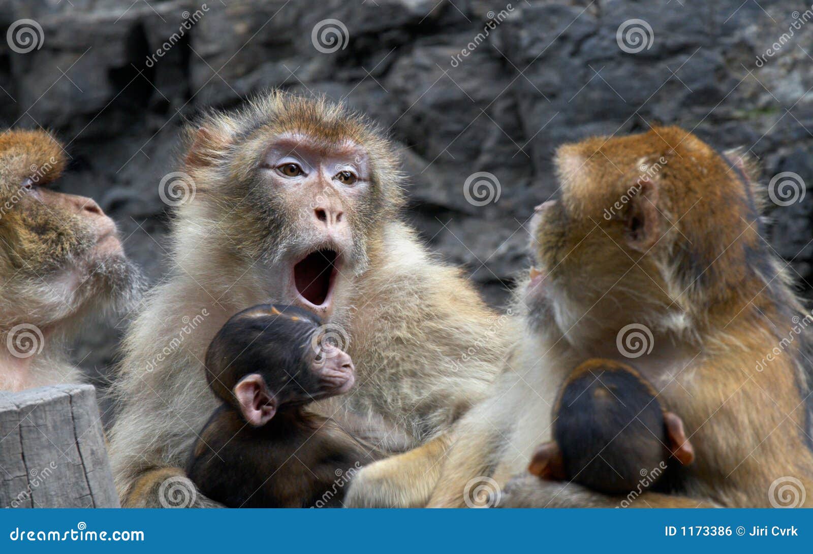 mothers - barbary macaques