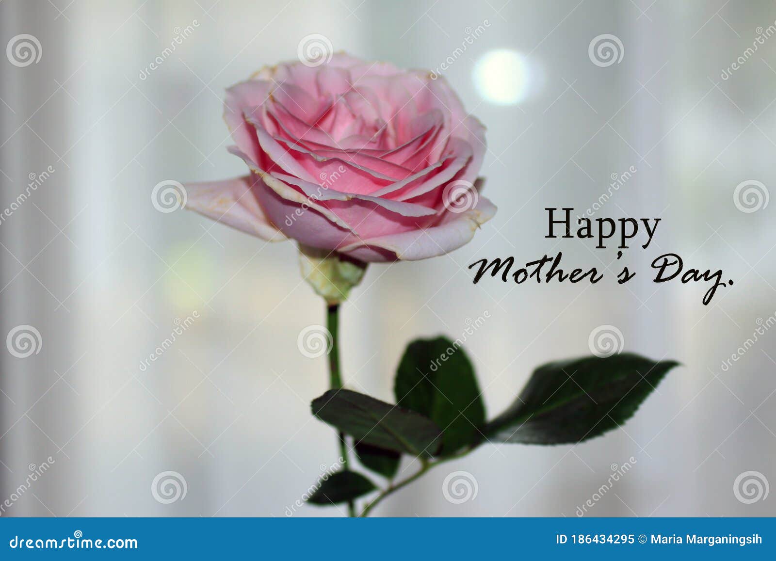 Happy Mothers Day Card Greeting with Beautiful Single Pink Rose ...