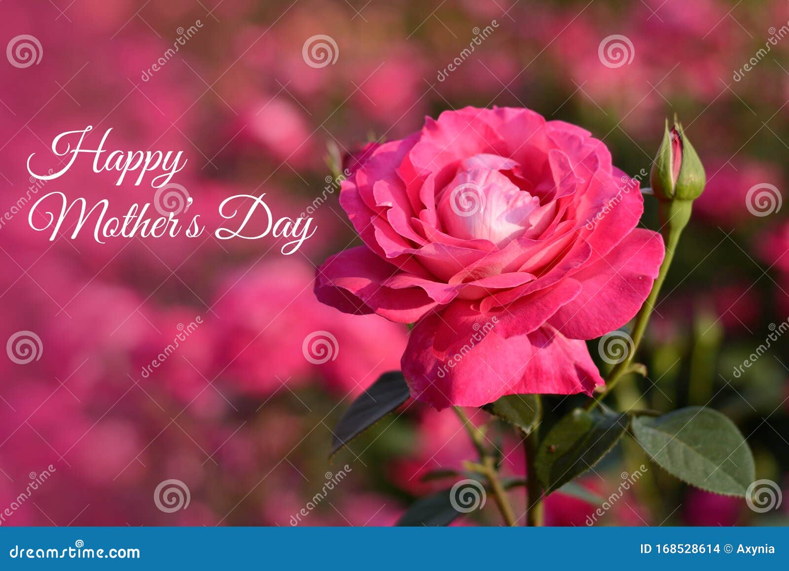 Mothers day card  pink rose