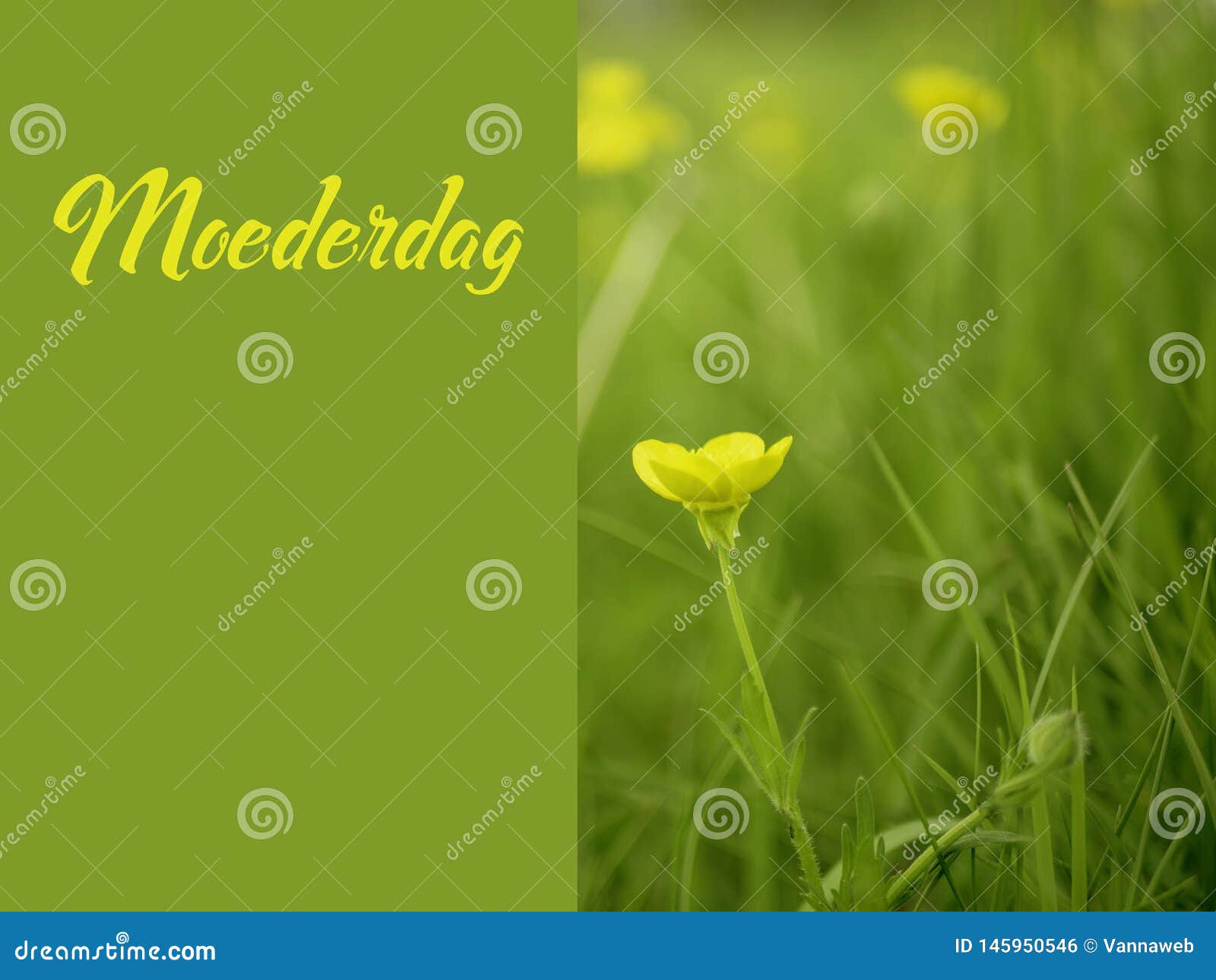 Mothers Day image moederdag in Dutch with yellow flowers. A dreamy image of yellow buttercups in a meadow on a spring day. On the right a green solid rectangle with the word Moederdag in yellow letters and room for more text.