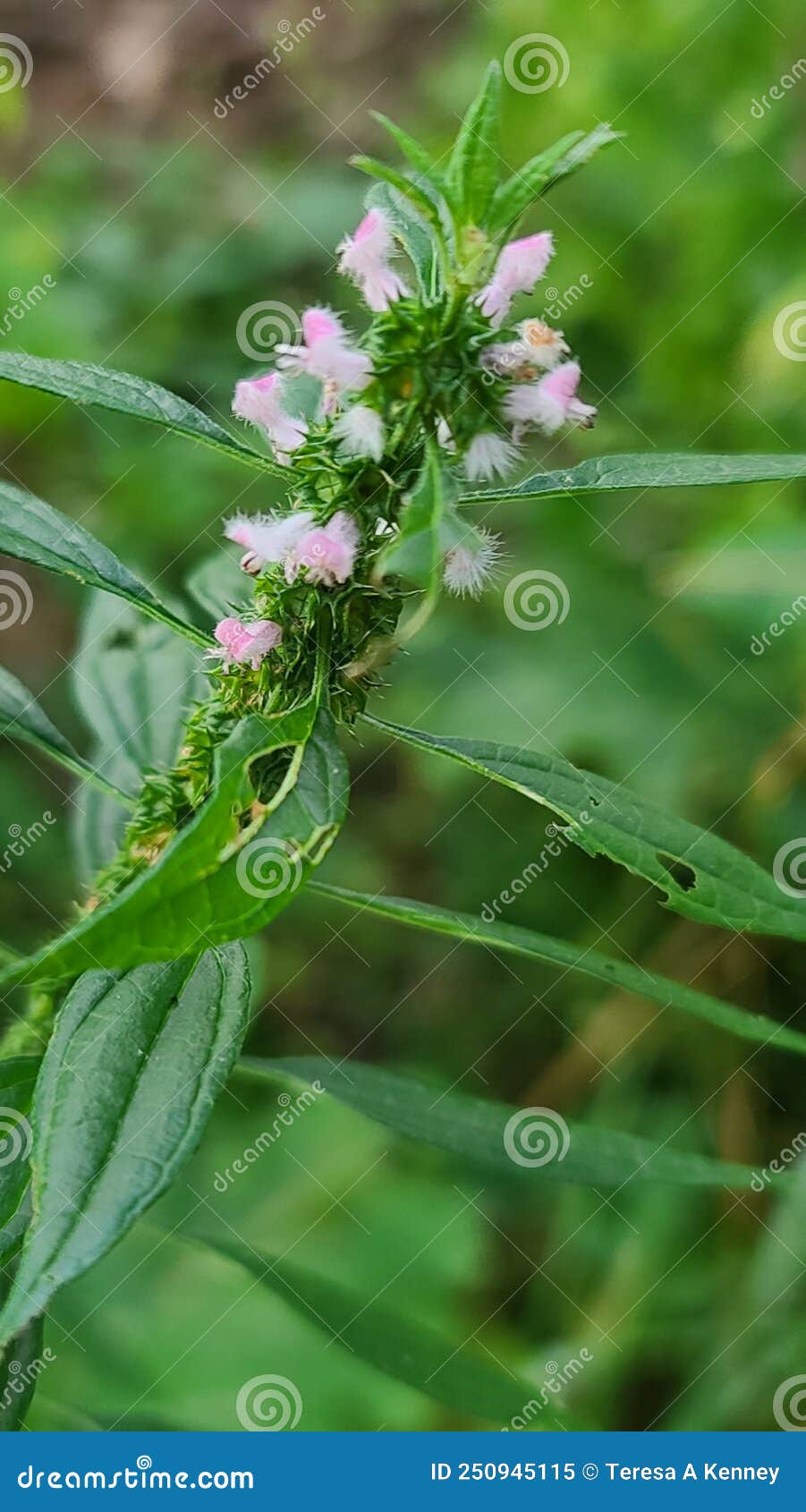 motherwort herbal plant in bloom. native to east coast united states