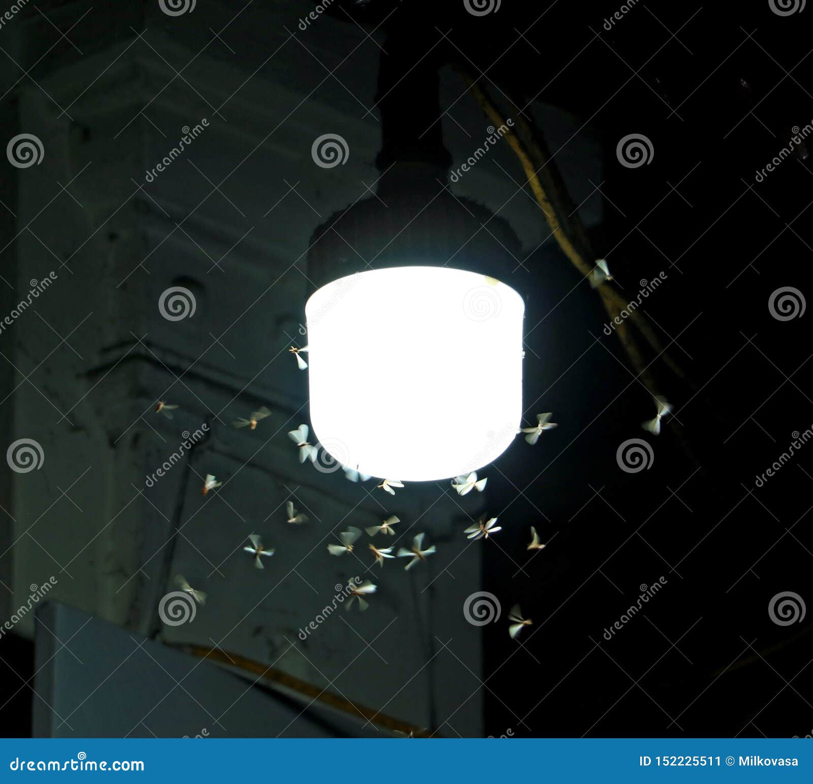 Moths Fly Around A Lighting Lamp In Street Stock Image