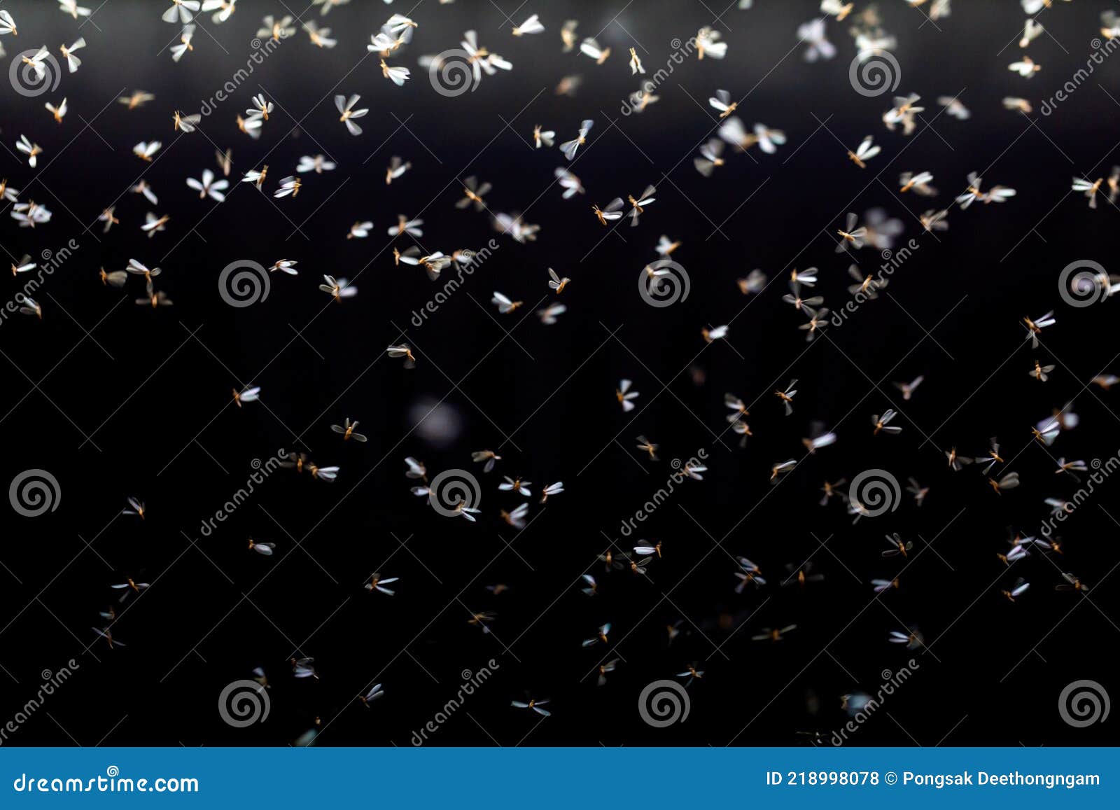 https://thumbs.dreamstime.com/z/moths-flying-to-swarm-moths-flying-to-swarm-around-lamps-218998078.jpg