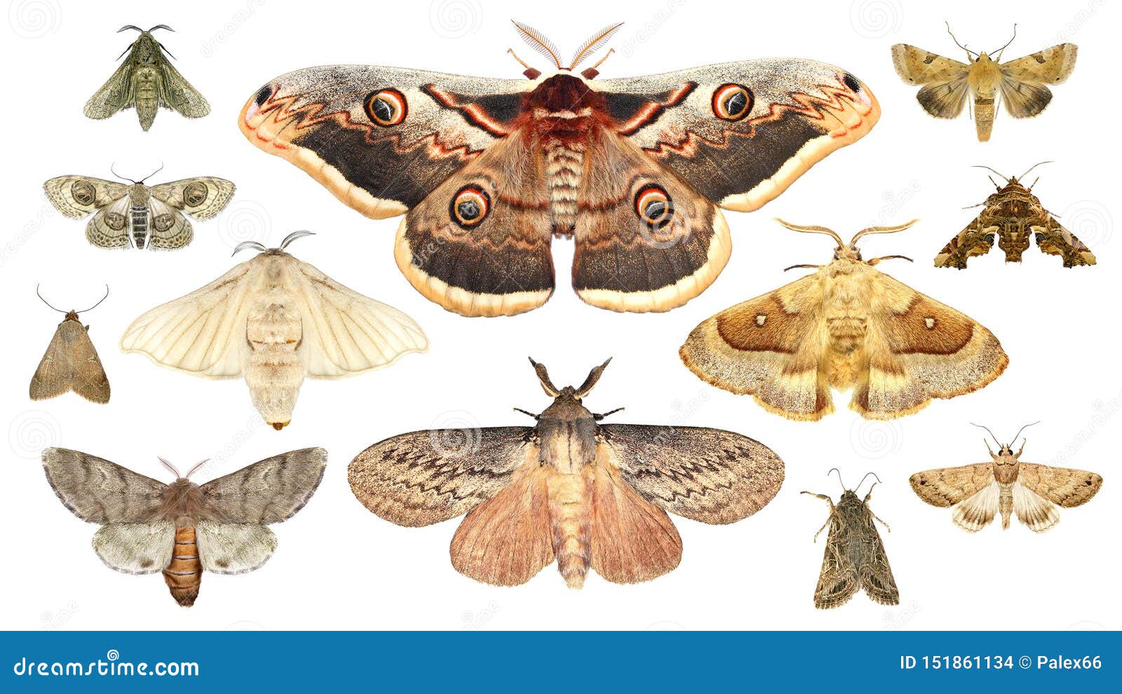 1,318 Moth Protection Stock Photos - Free & Royalty-Free Stock Photos from  Dreamstime