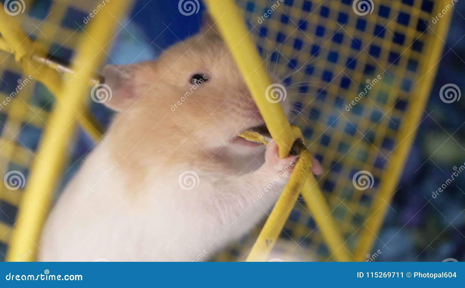 petsmart hamster wheels