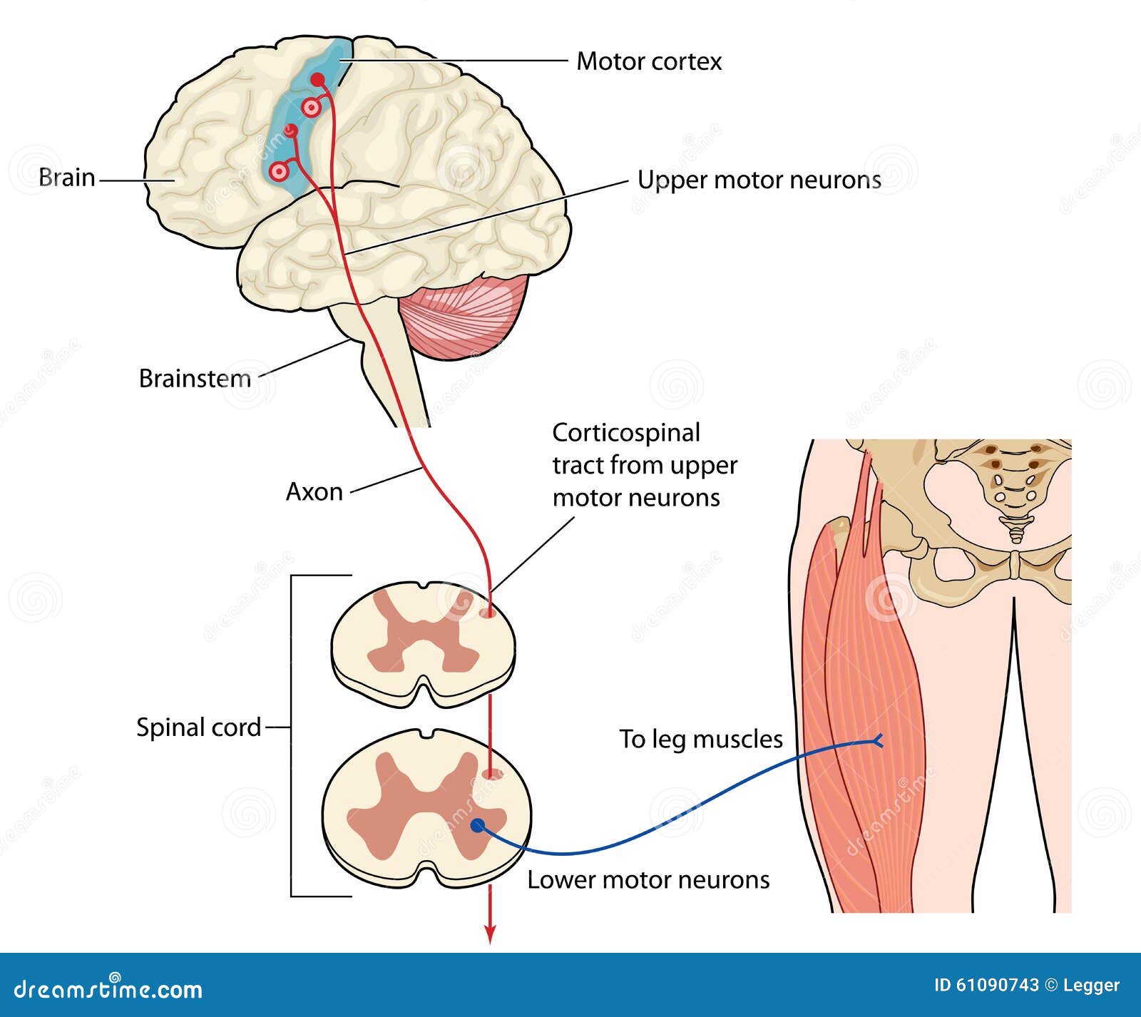 motor nerves from leg to motor cortex