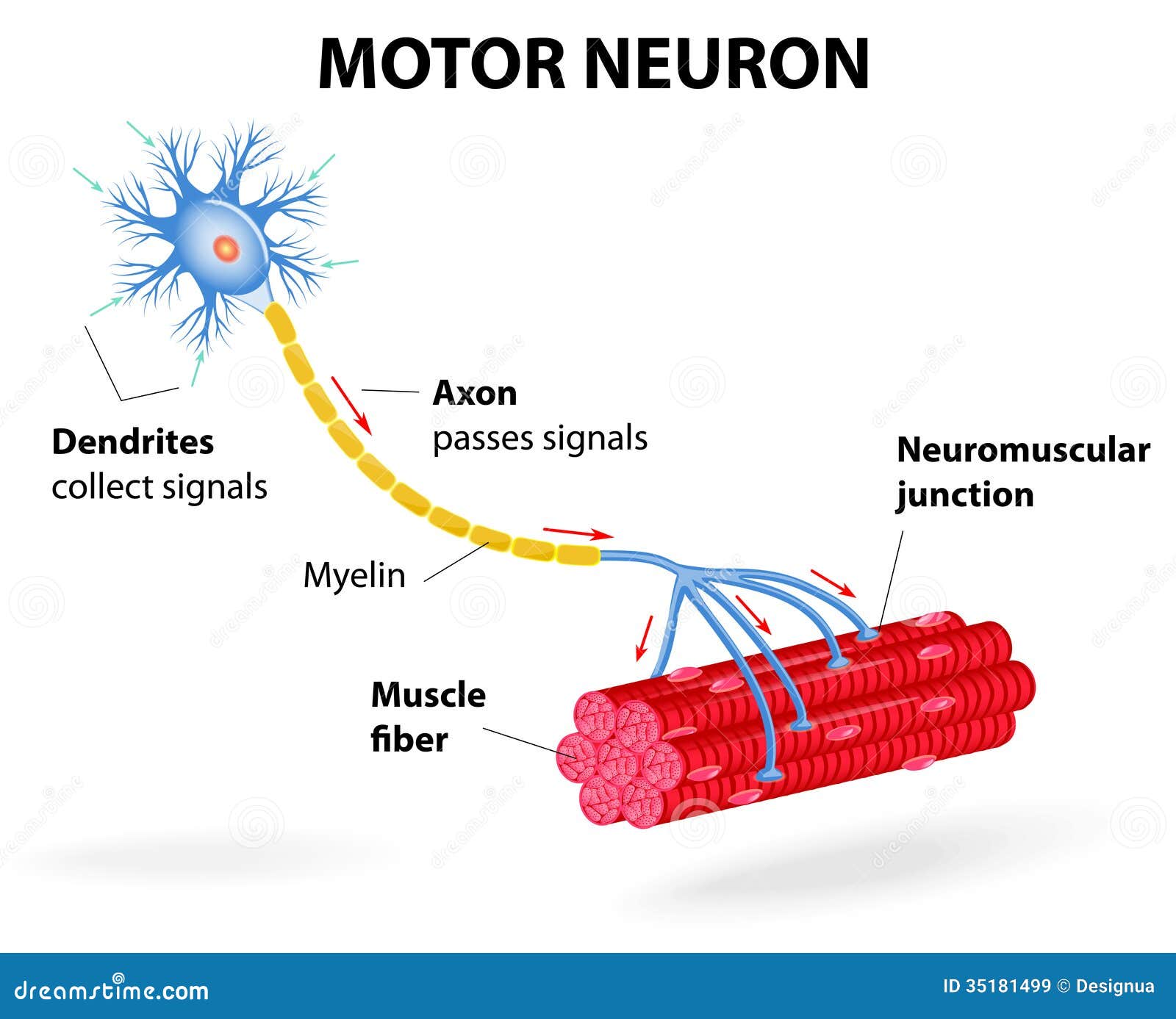 motor neuron.  diagram