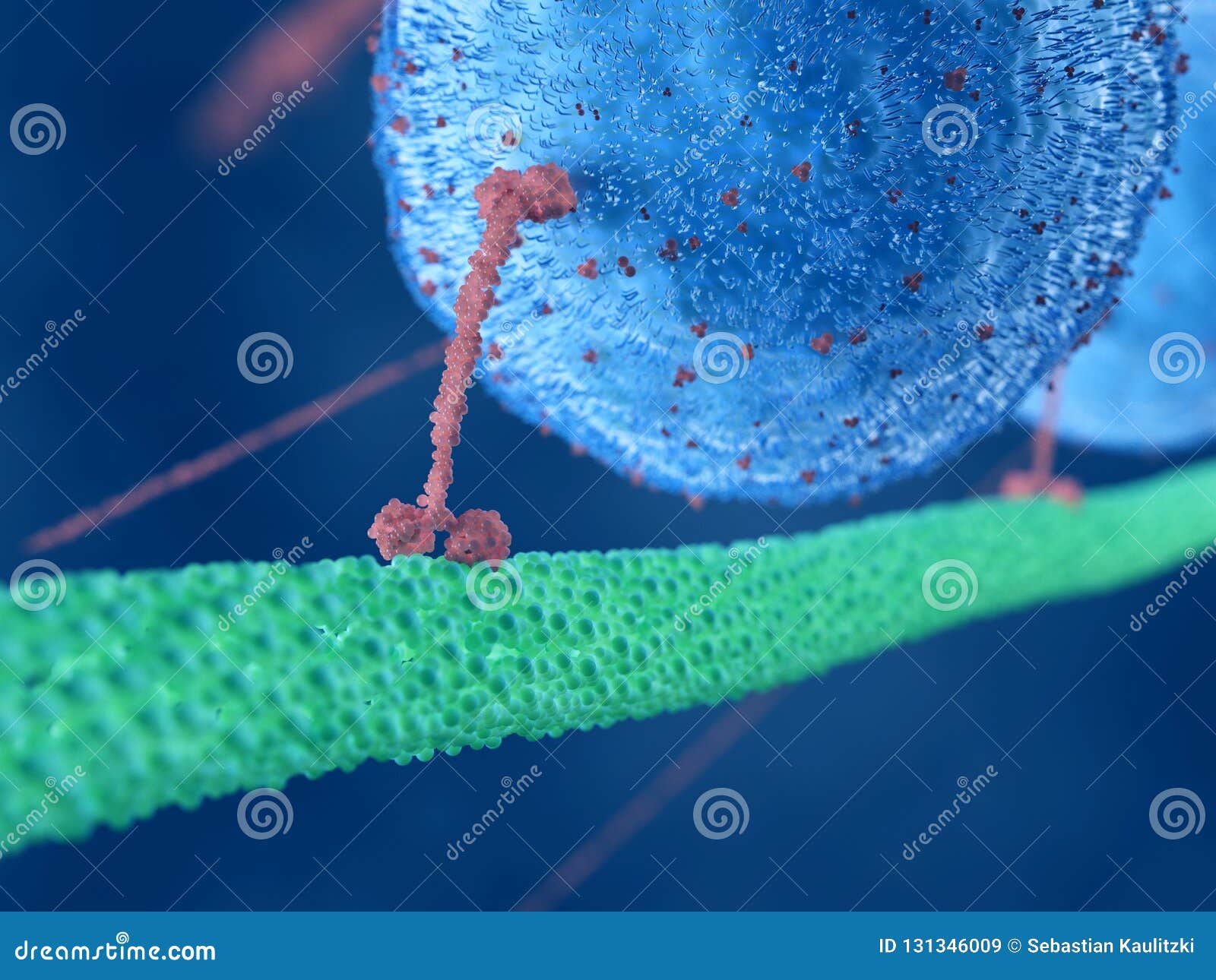 A motor protein stock illustration. Illustration of structure 131346009