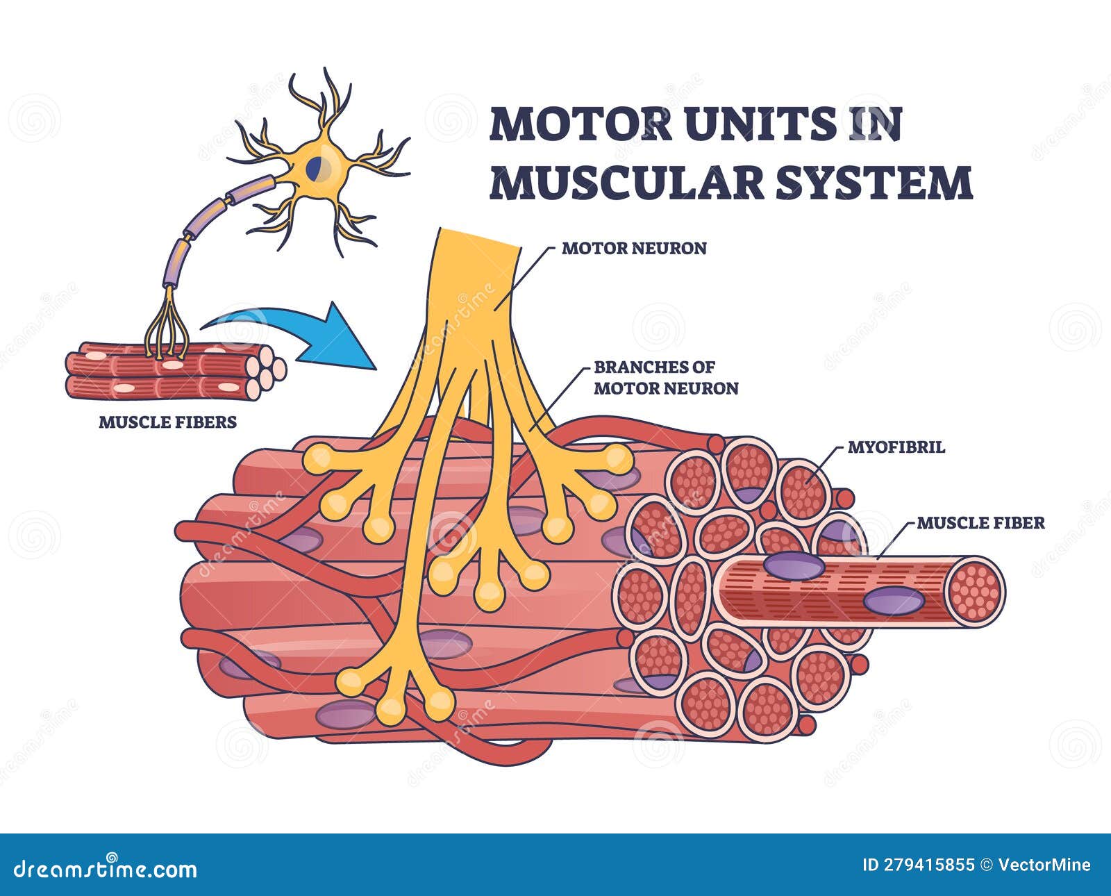 motor units in muscular system with fibers neuron anatomy outline diagram