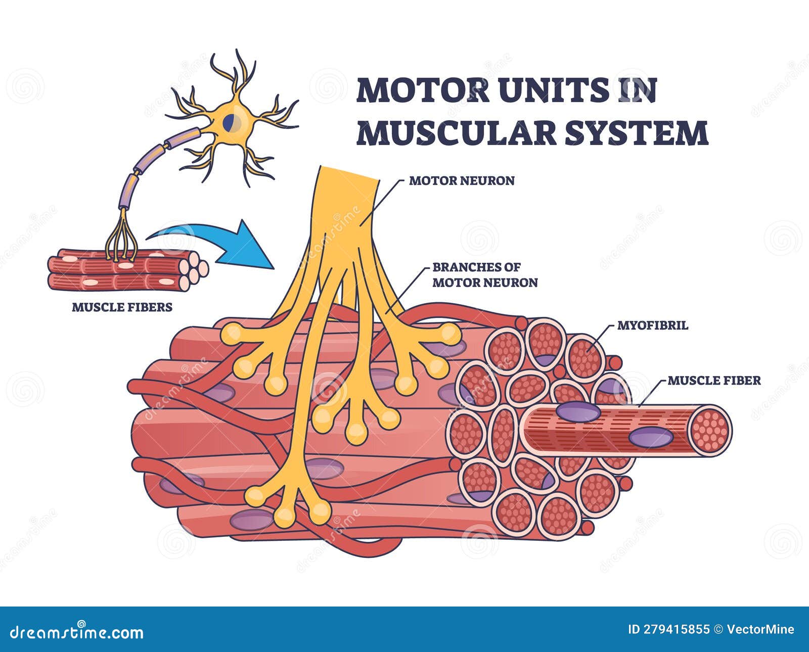 Motor Nerve Fibers motor-nerve-fibers